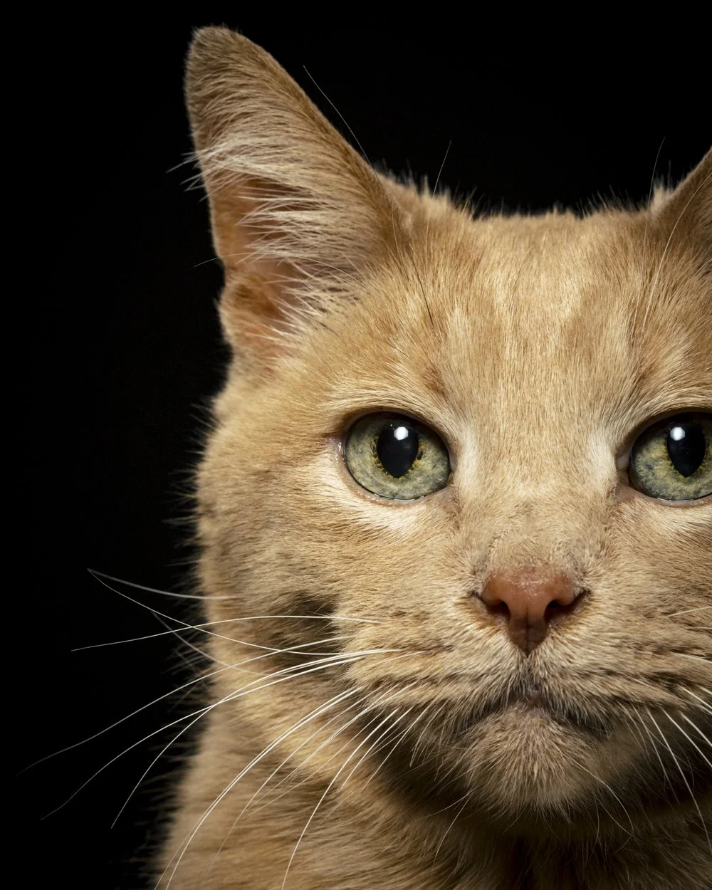 038_FuzzyFurdinand_CrimsonCatStudios.jpg