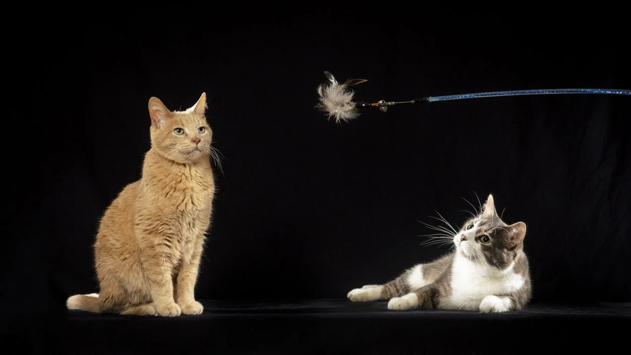 051_FuzzyFurdinand_CrimsonCatStudios.jpg
