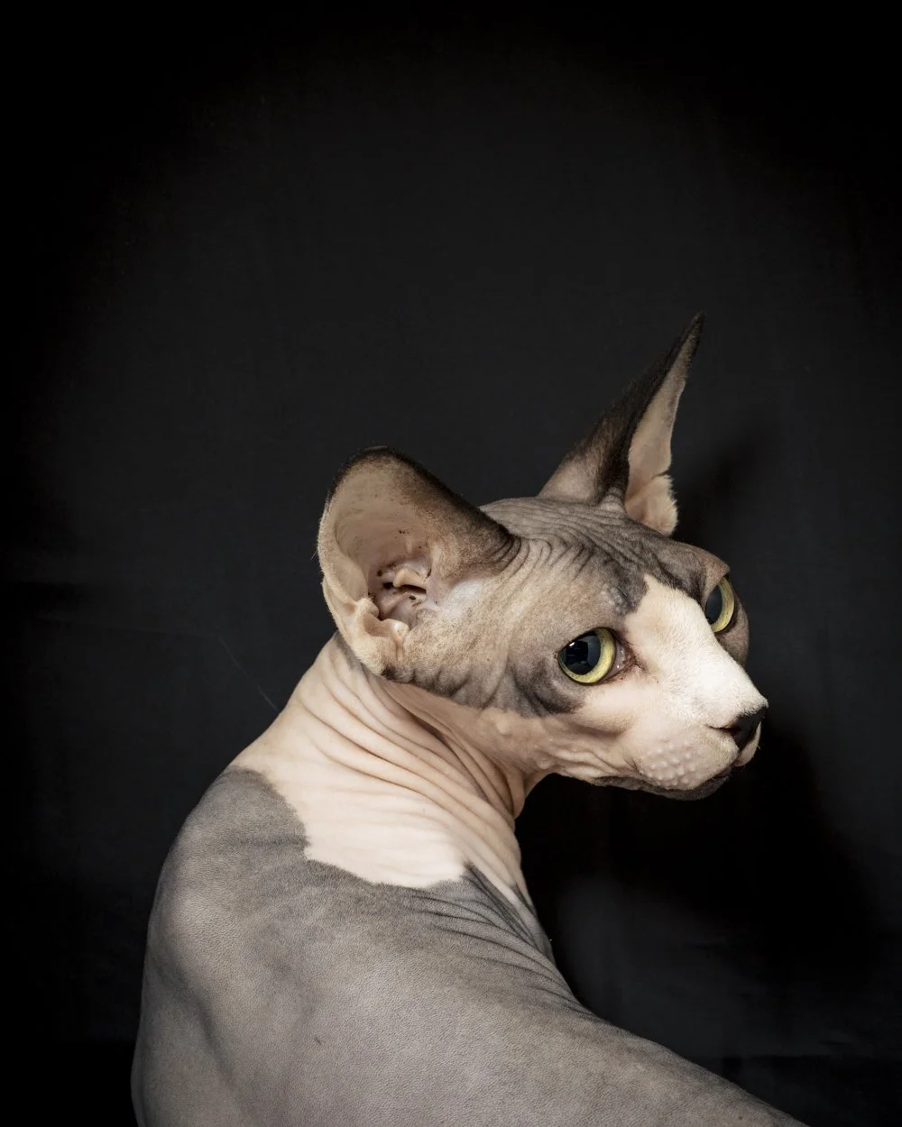 006_ThebesFinn_CrimsonCatStudios.jpg