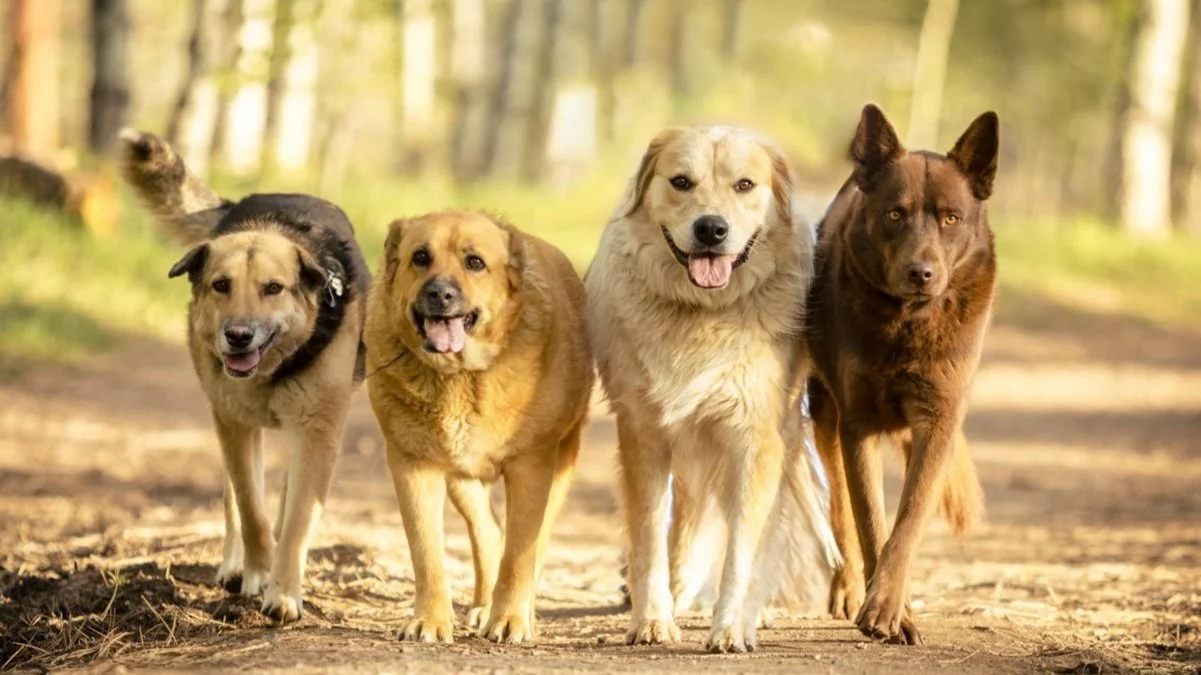 Four dogs walking on a forest trail, surrounded by trees and sunlight.