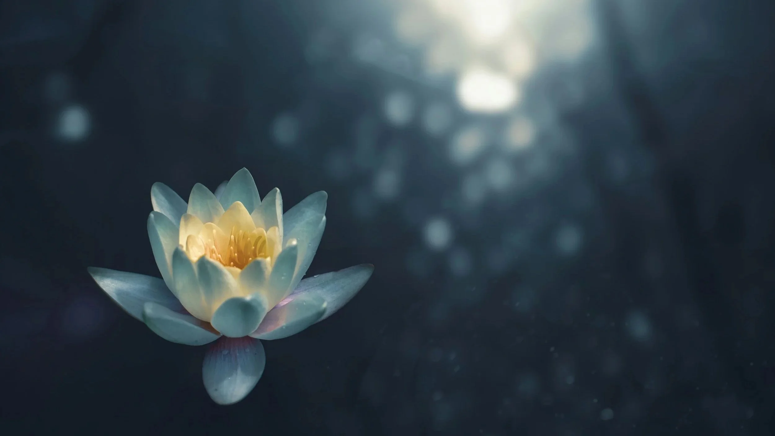 A glowing white and yellow water lily floating on dark water with bokeh light reflections in the background. Calming space