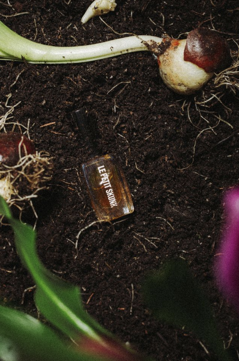 le petit skunk in dirt with tulip bulbs displayed
