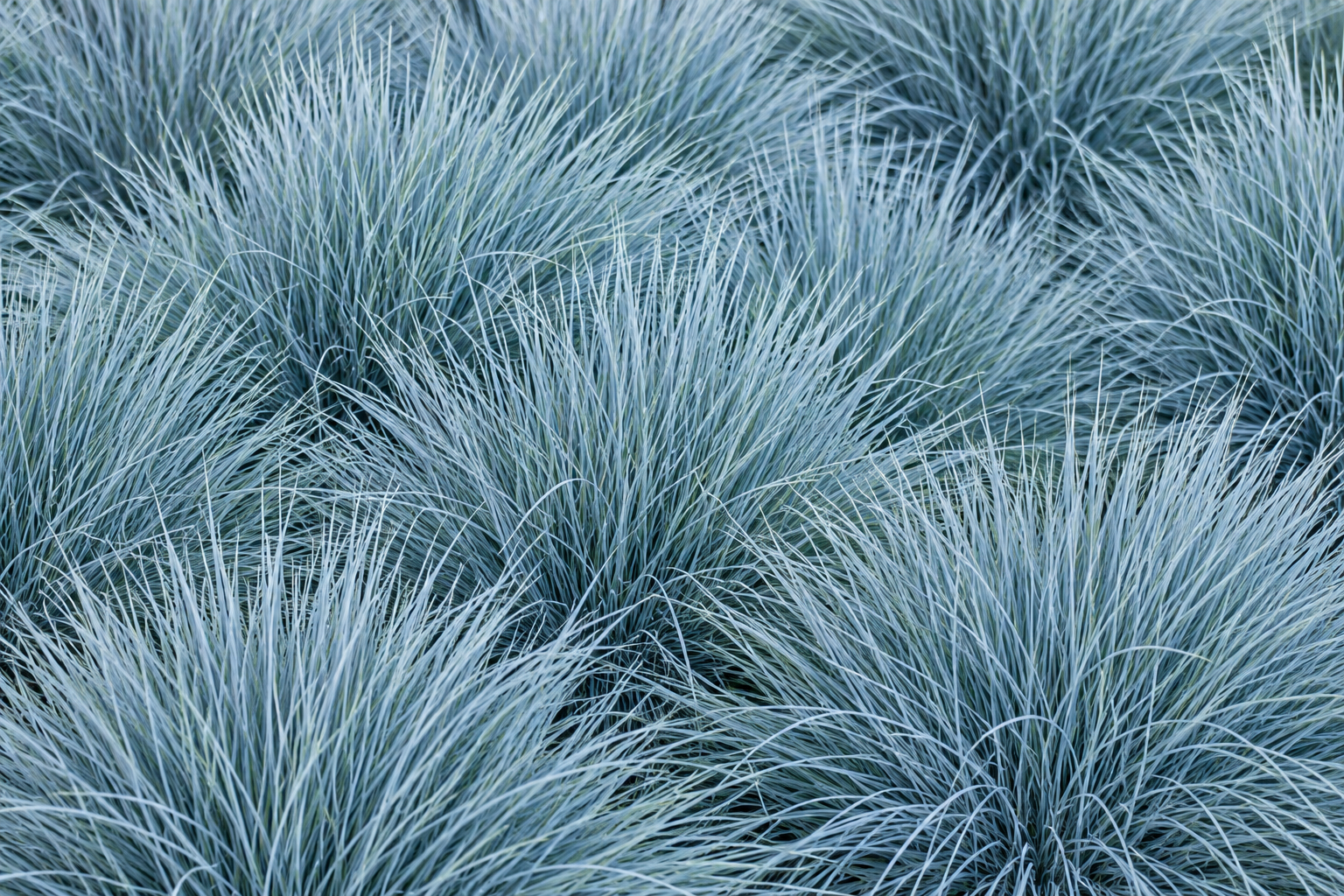 Close-up of blue-gray ornamental grasses with thin, long leaves.