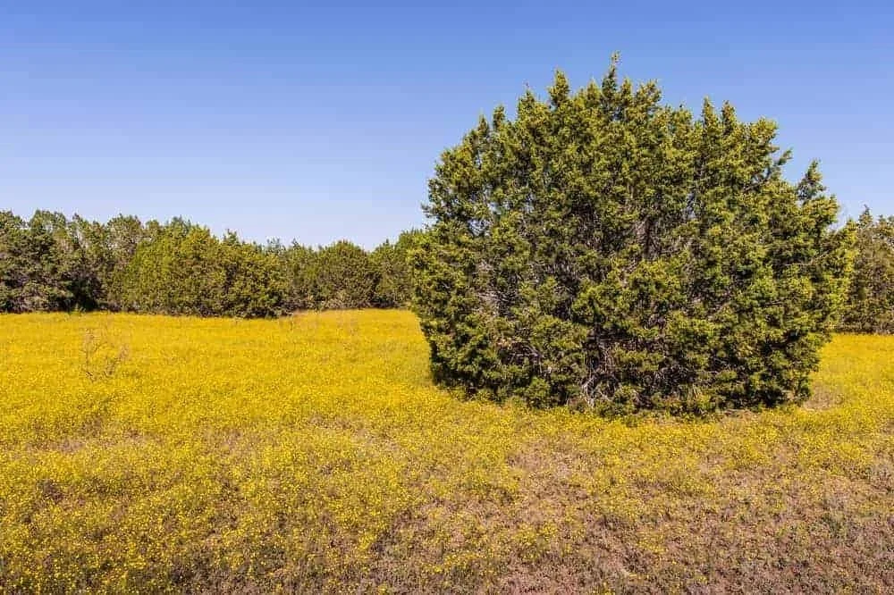 A large green bush in an open field of yellow wildflowers under a clear blue sky.
