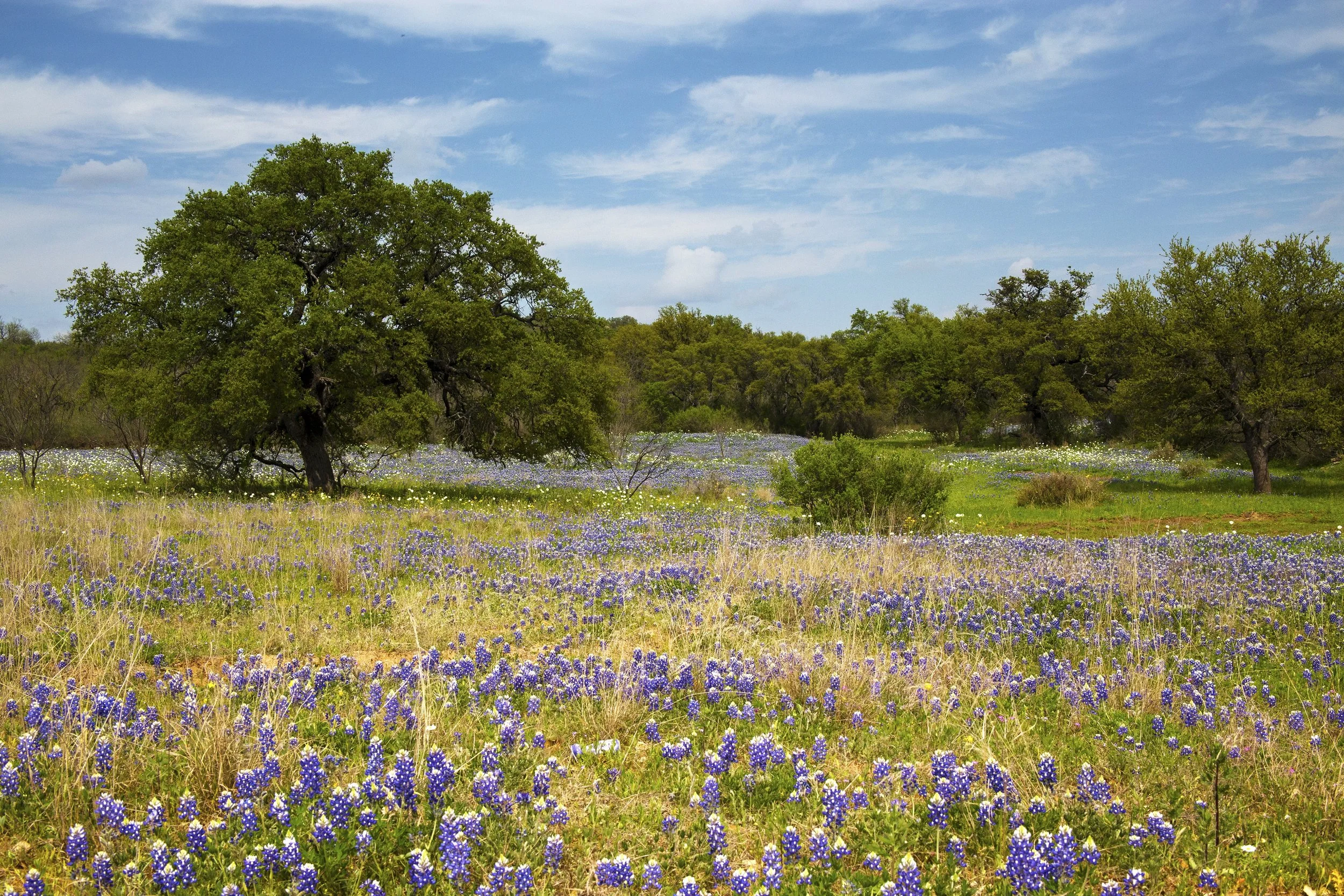 A field of purple wildflowers with a large green tree in the foreground and a line of smaller trees in the background under a blue sky with scattered clouds.