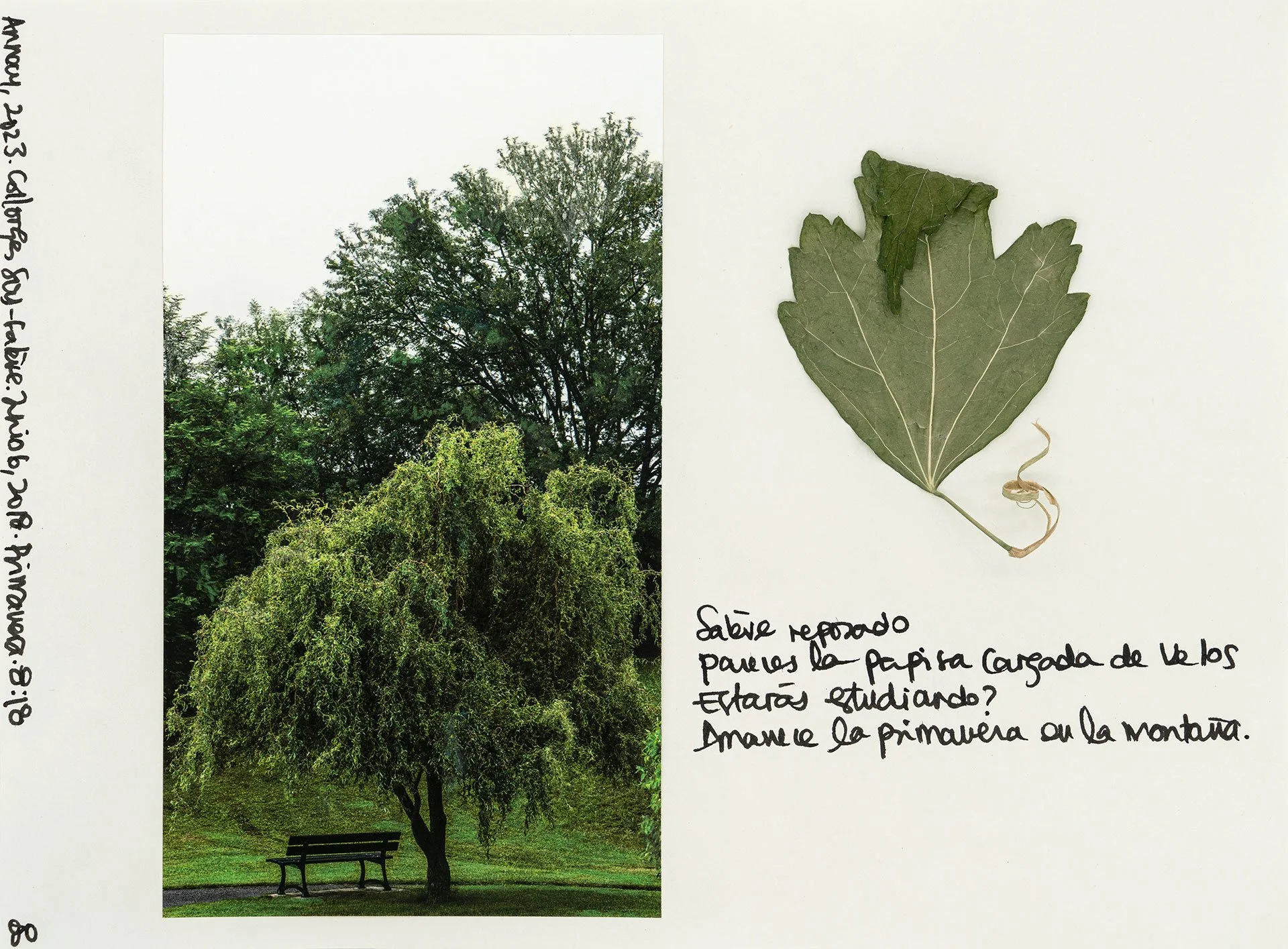 le saleve 80.jpg