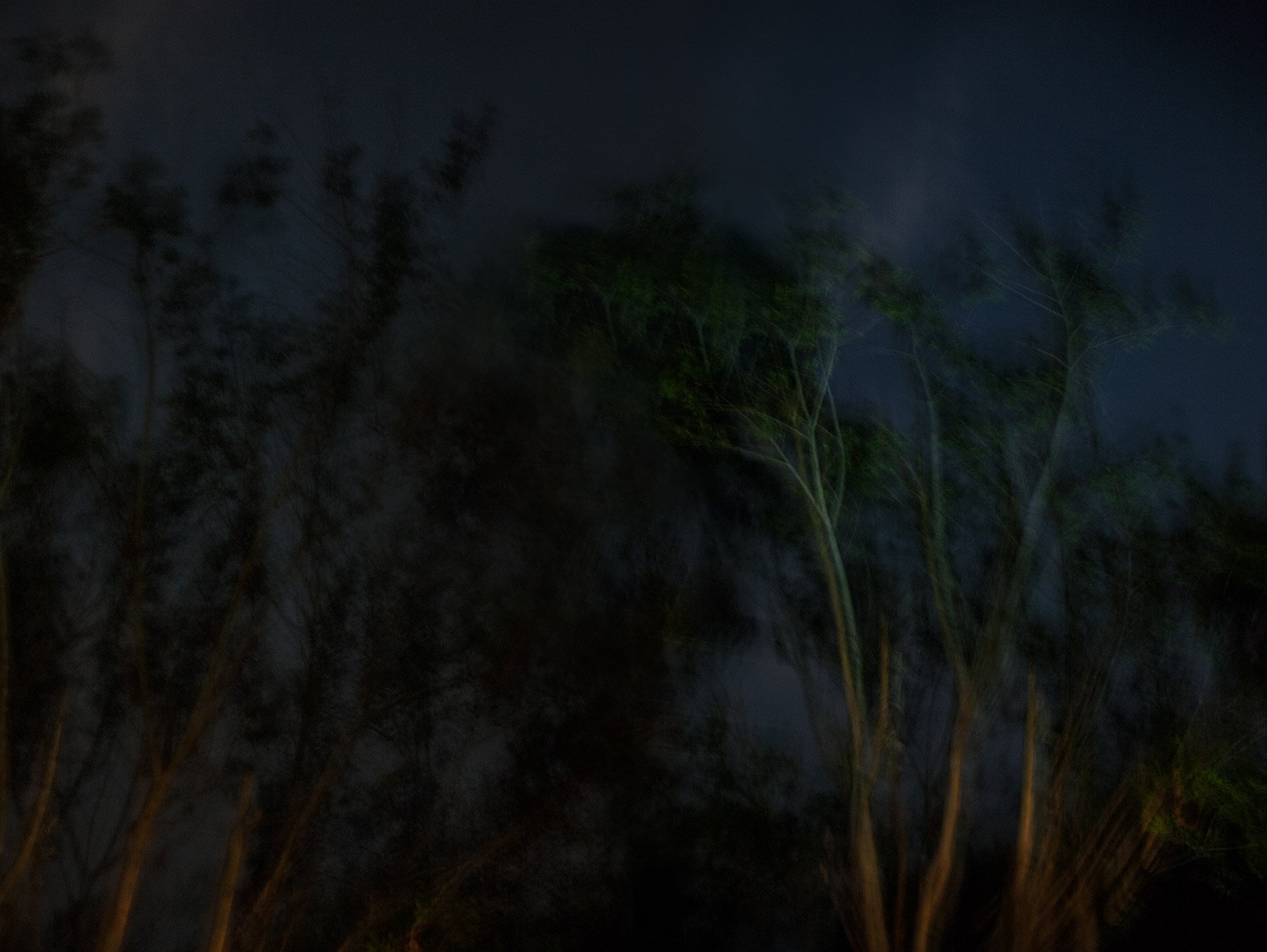 El bosque en llamas