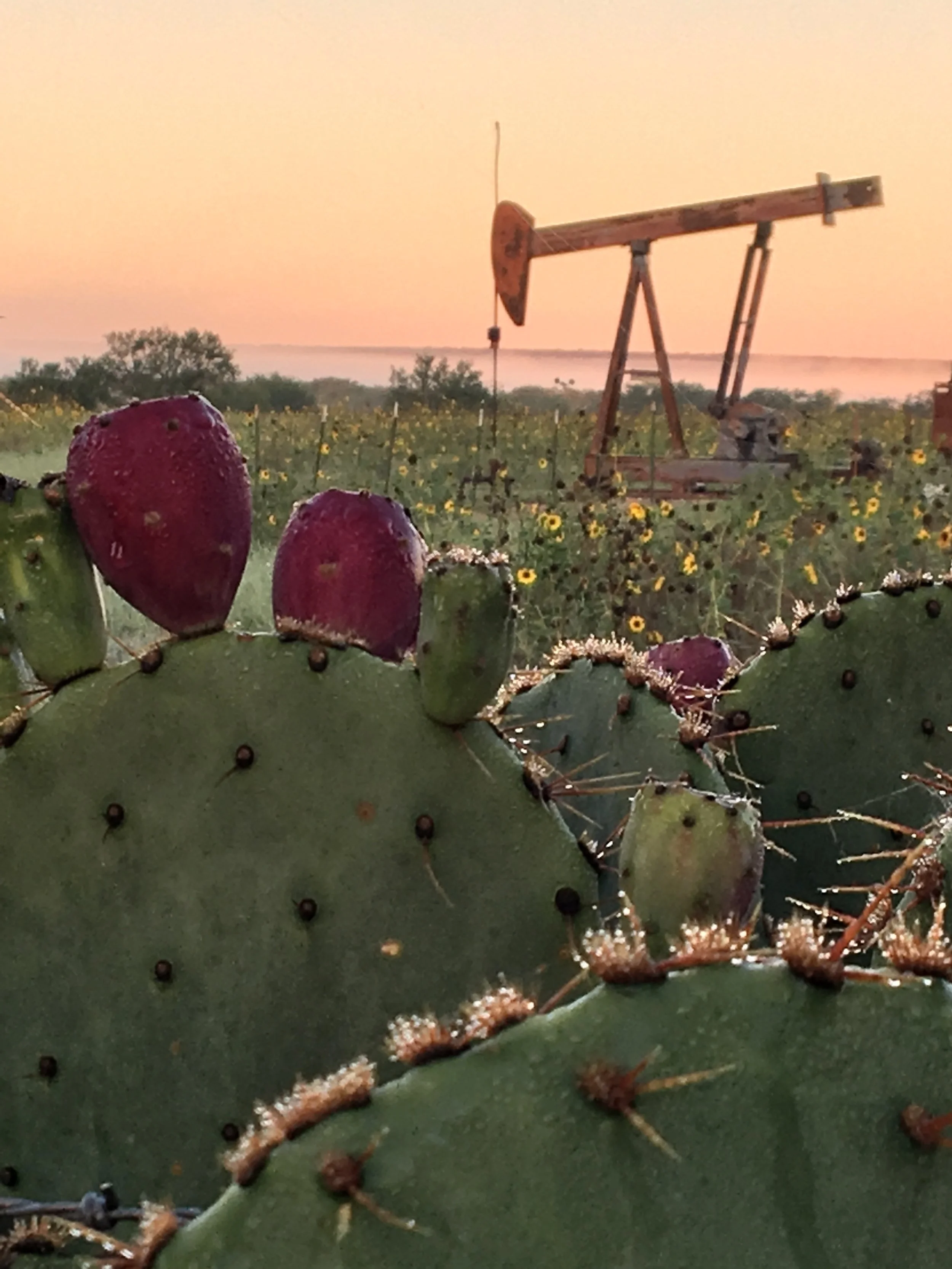 Close-up of a prickly pear cactus with ripe red fruits covered in small spines, with a field of yellow flowers and a rusty oil pumpjack in the background on a distant horizon during sunset.