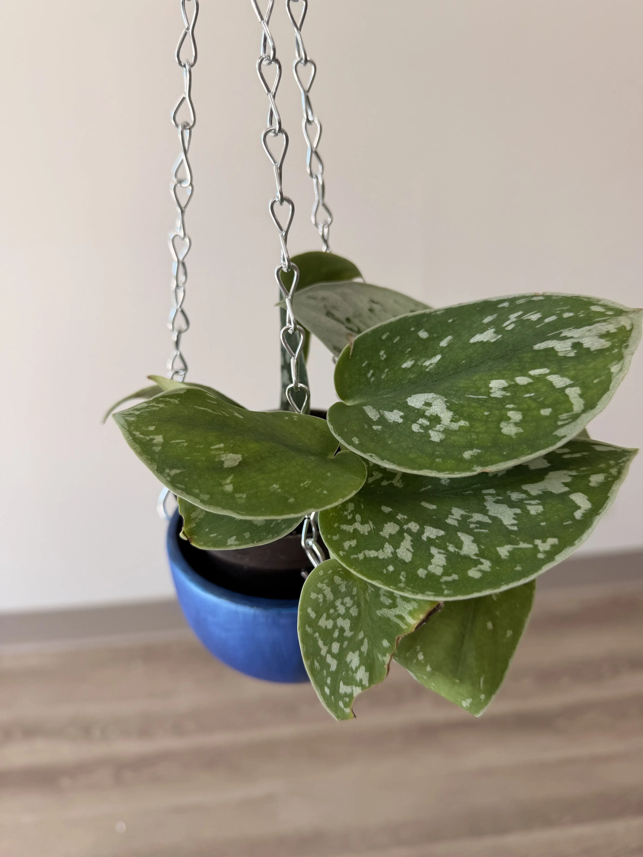 Paint & Plant - July 28 | 6 PM