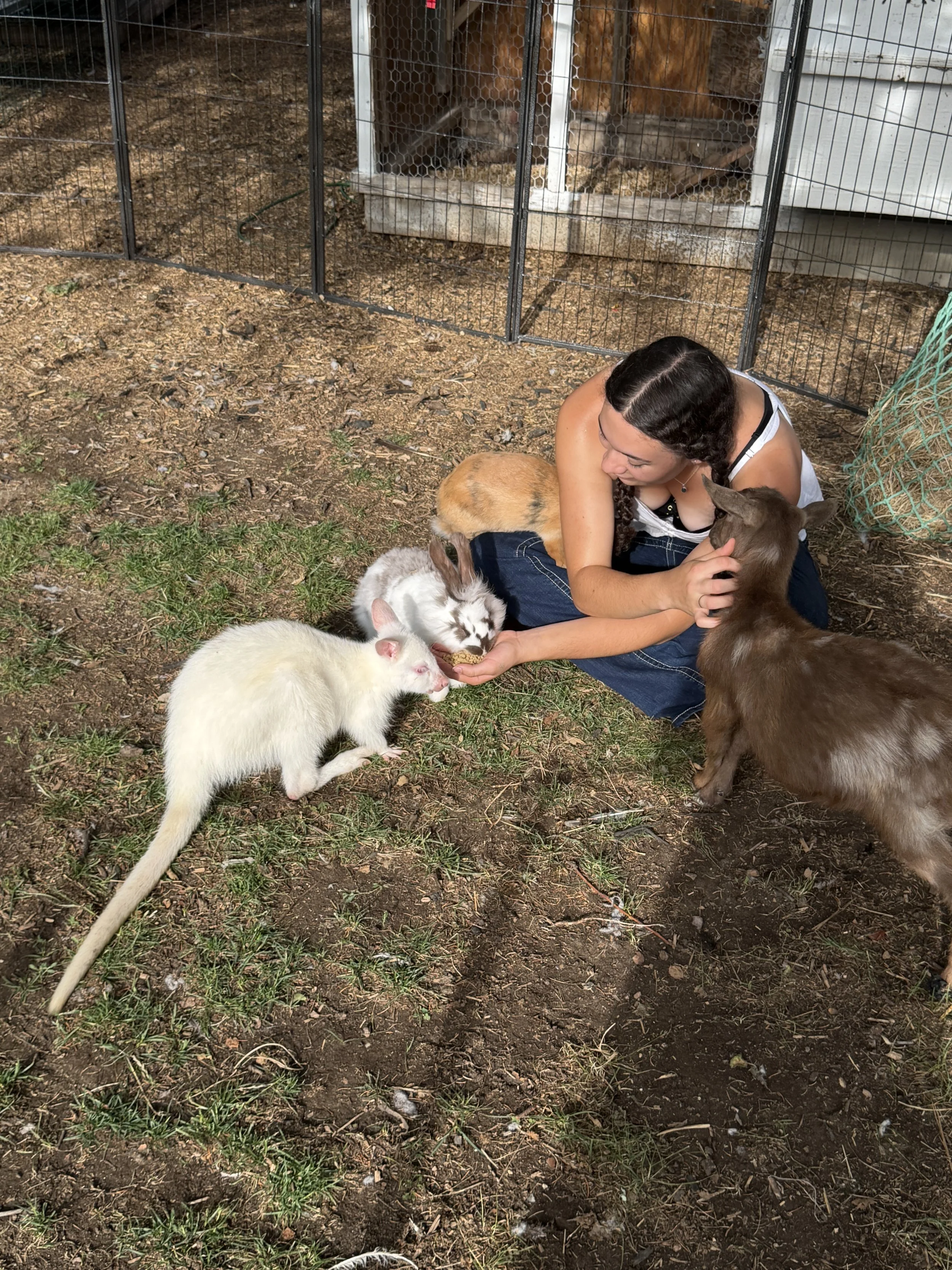 our petting zoo