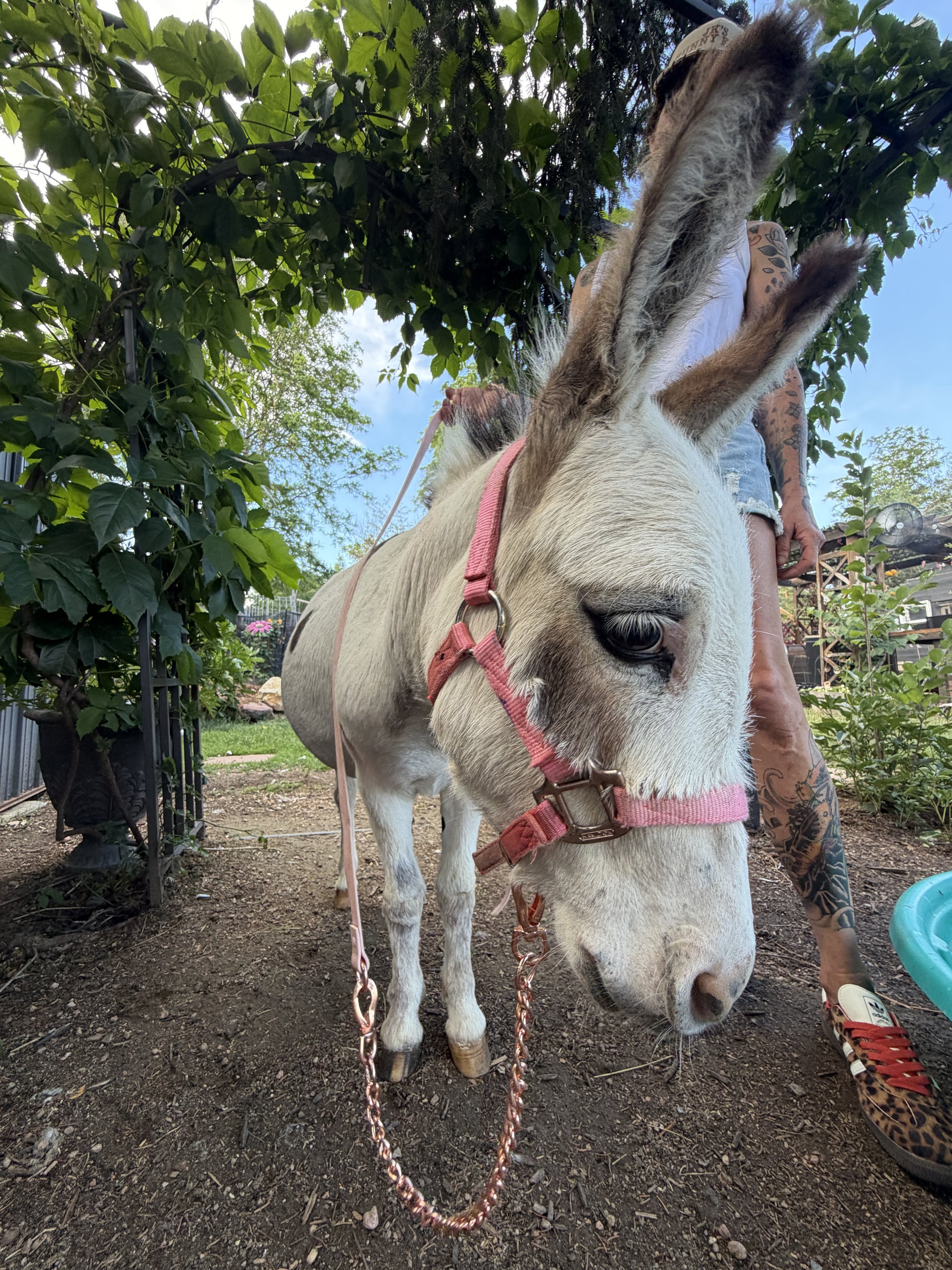 Our rescue donkey