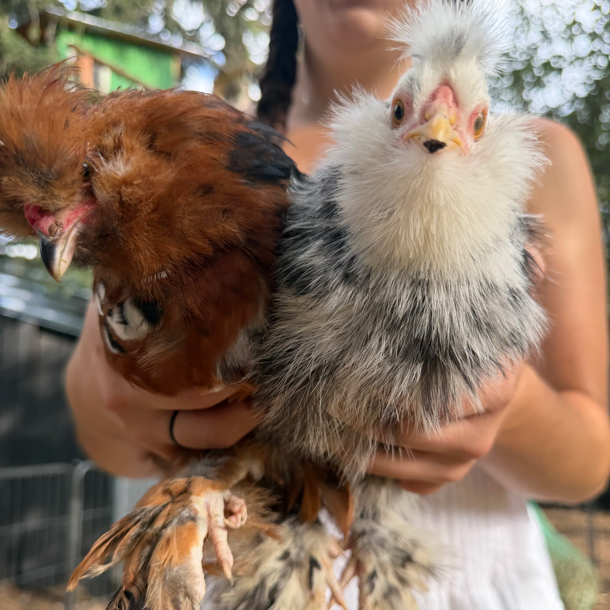 Close-up of two chickens being held by a person outdoors. One is mostly white with some black and brown feathers, and the other is reddish-brown.