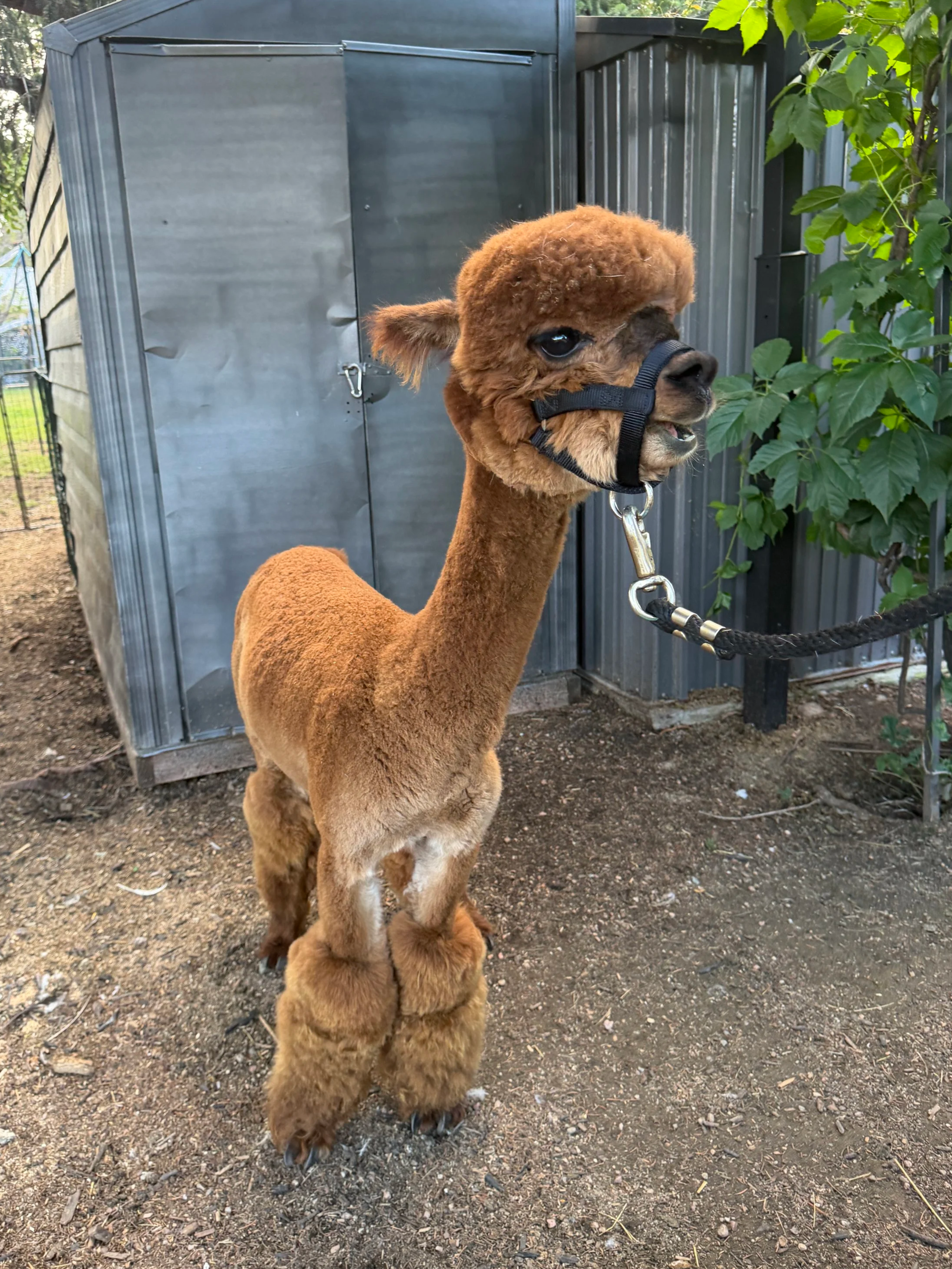 Our brown alpaca