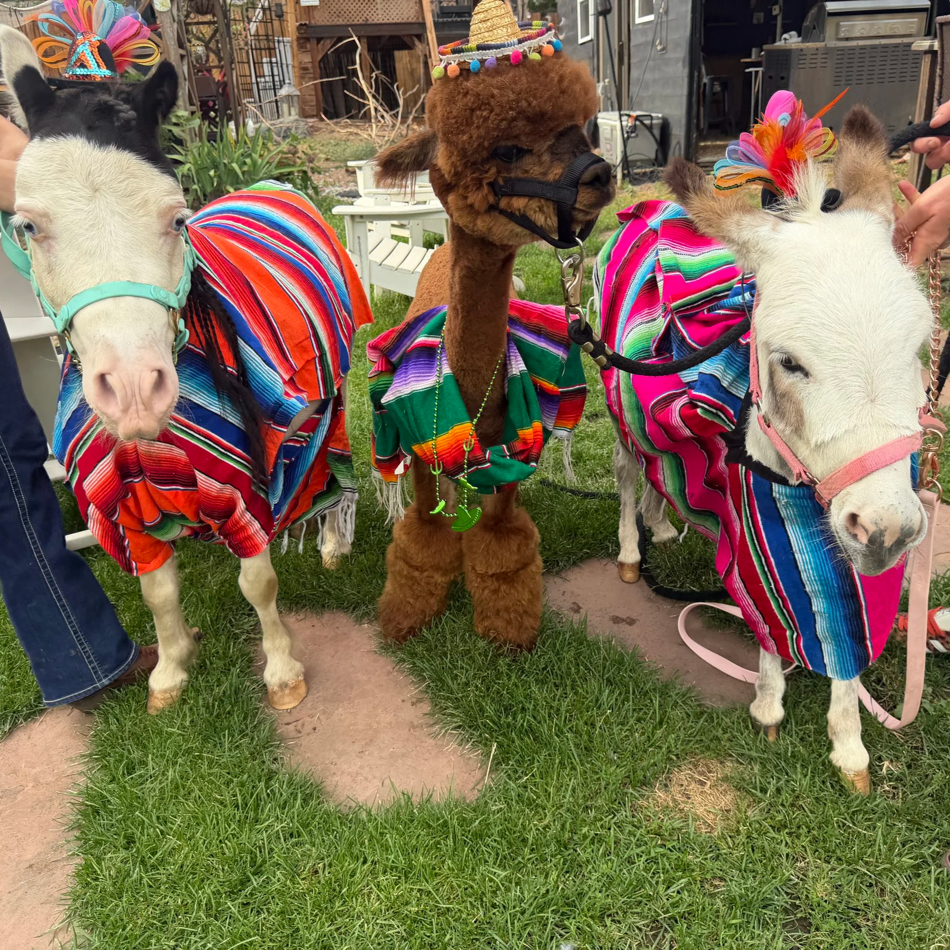 Three goats wearing colorful, striped, festive costumes and accessories, standing outdoors on a grassy surface. They have decorative props on their heads, including a small hat and feathered headpieces. Two of the goats are white with one having a pink harness, and the third is brown.