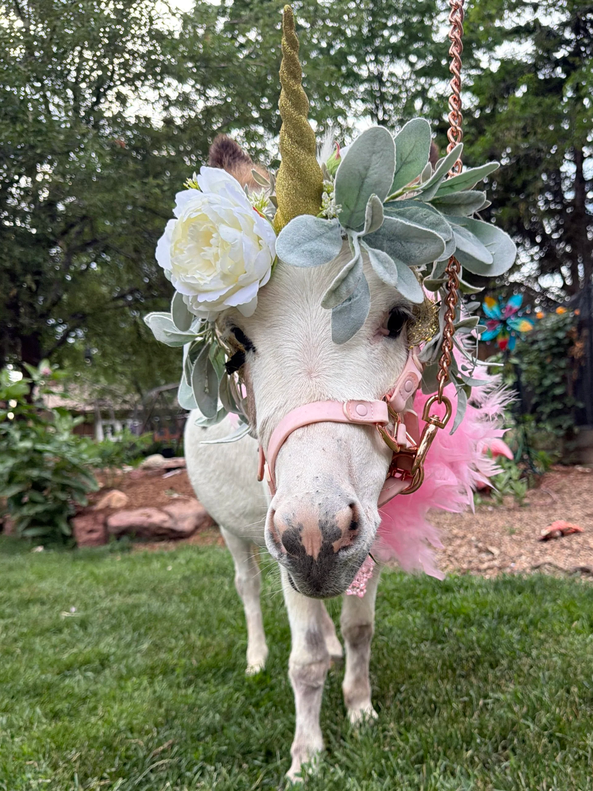 A white pony wearing a floral and unicorn horn headpiece decorated with white roses, green leaves, a gold horn, pink feather boa, and chains stands on green grass in a garden.