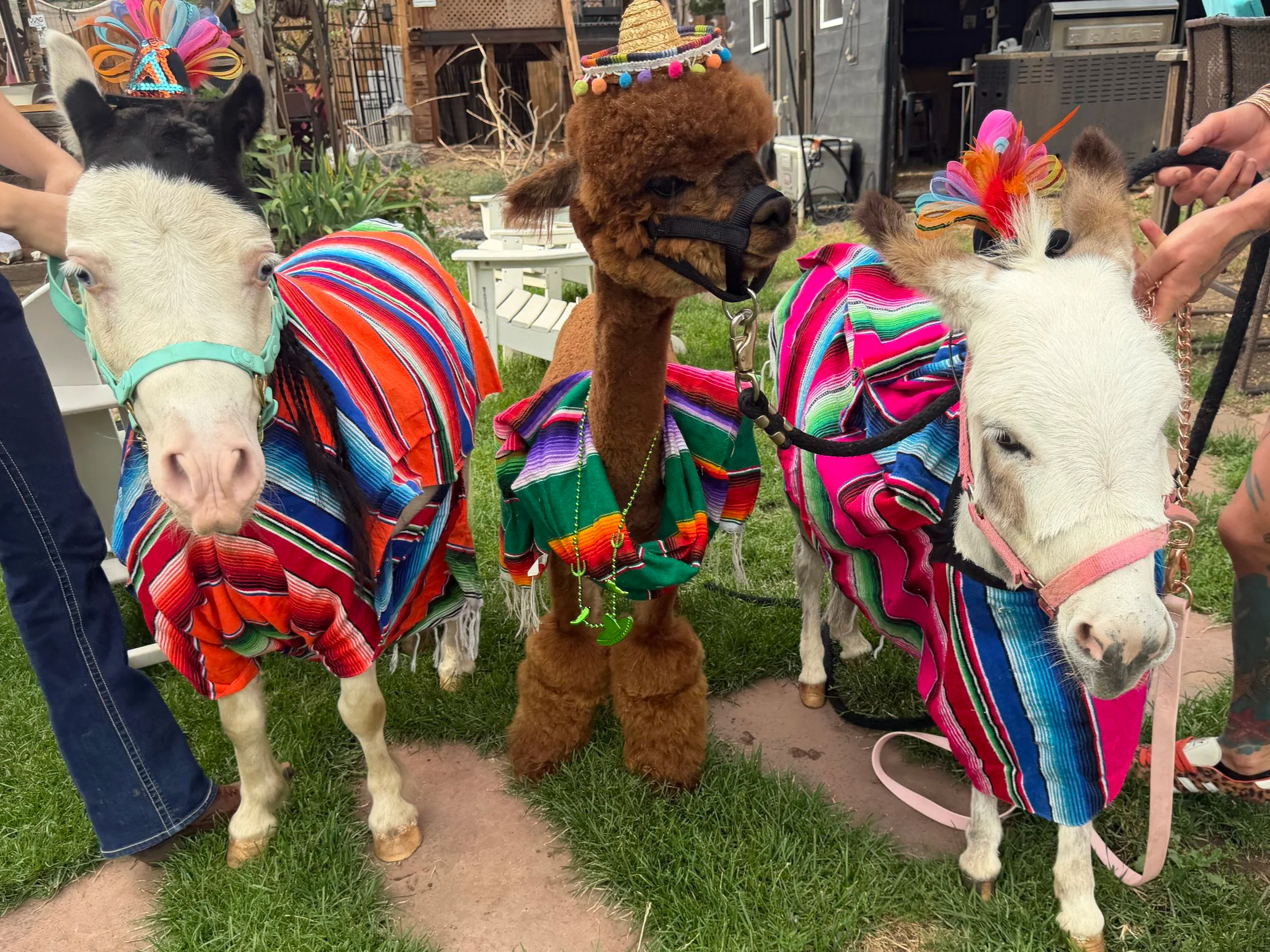 Three alpacas dressed in colorful Mexican-style ponchos, with two wearing feathered hats, stand together in a backyard with grass, plants, and outdoor furniture. Several hands hold the alpacas' leashes, and the background shows a wooden fence and outdoor structures.