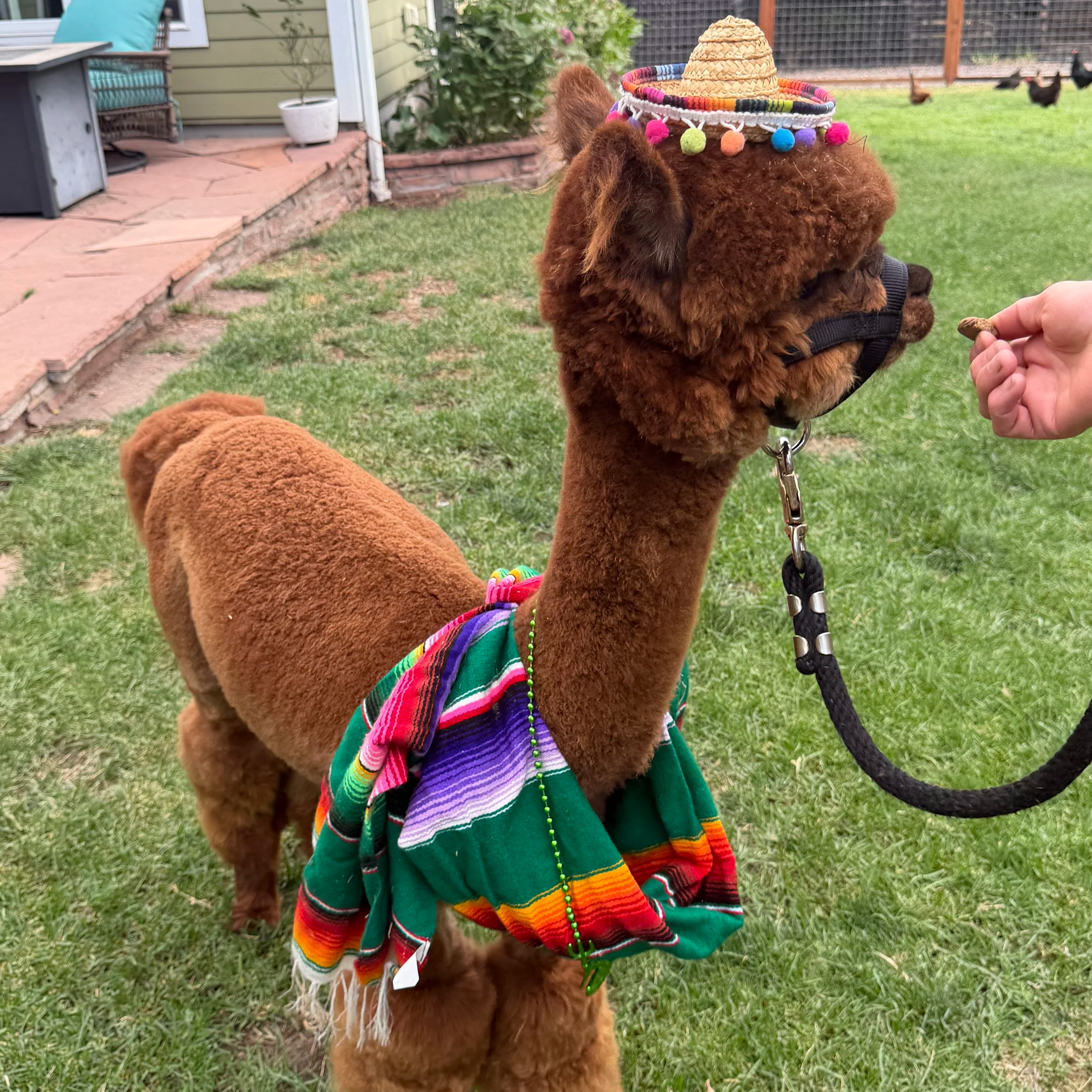 A brown puppy wearing a tiny sombrero hat decorated with colorful pom-poms, dressed with a striped poncho, and being handed a treat outdoors on a lawn with other chickens in the background.