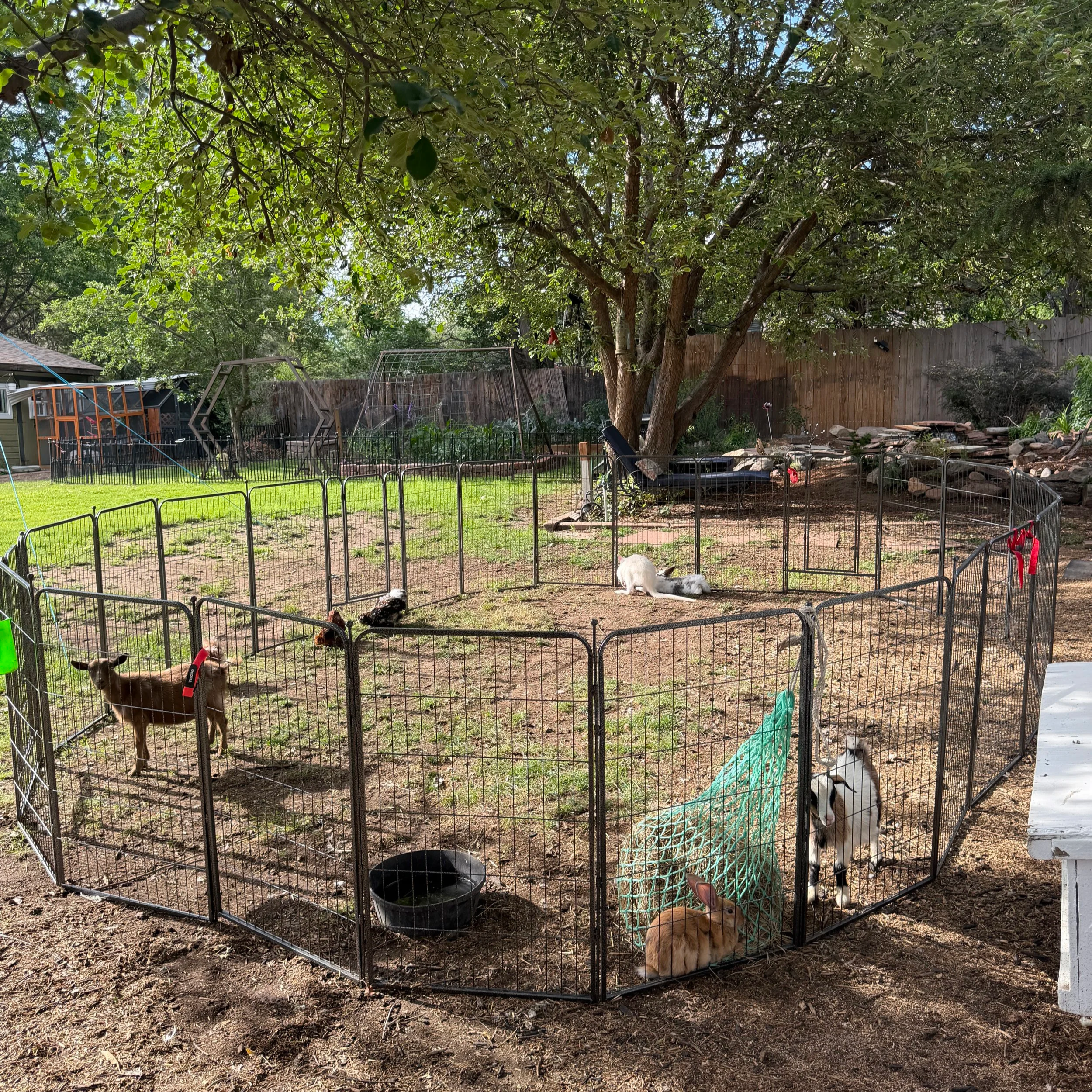 Backyard with a large tree, a fenced pet area with multiple dogs, and garden beds.
