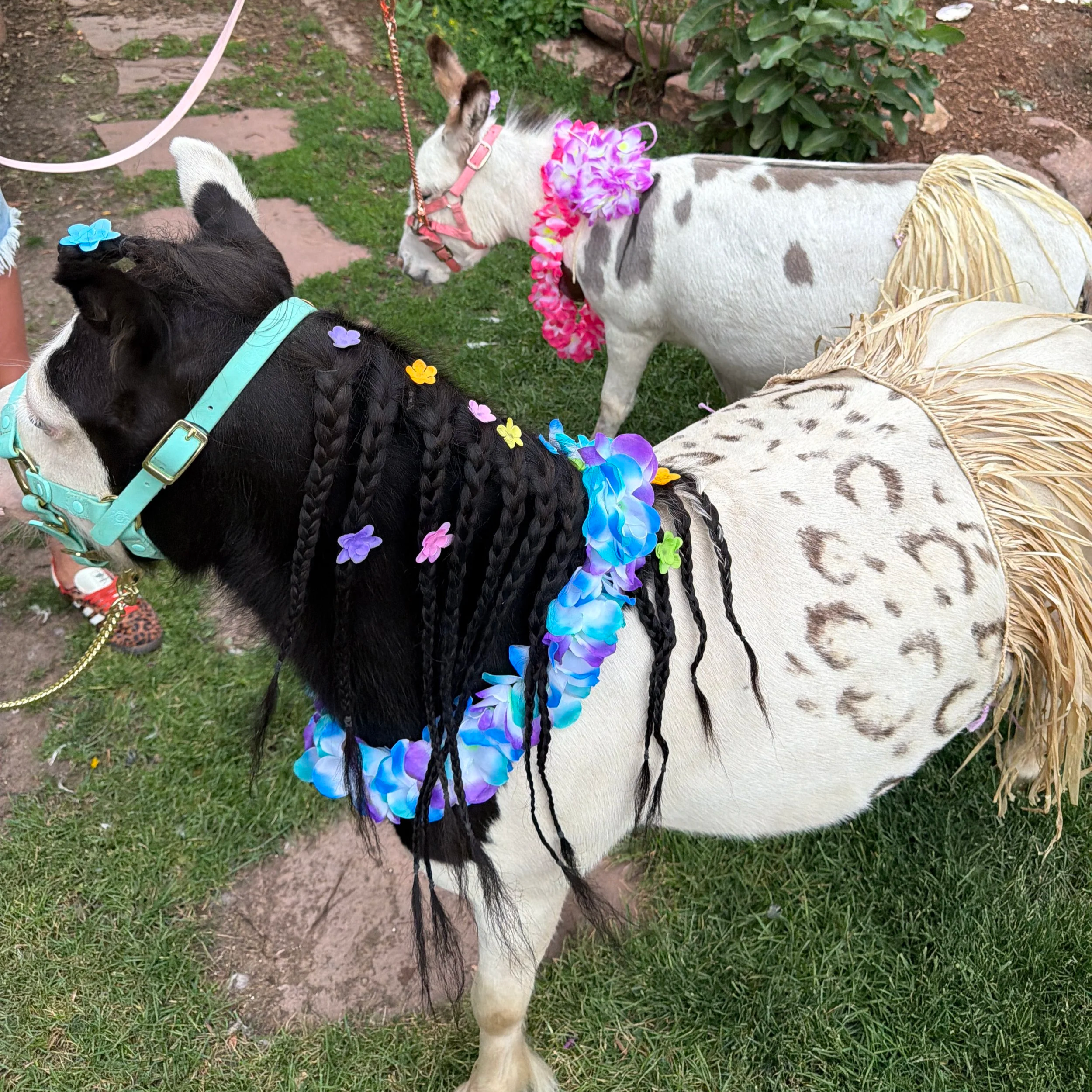 A white pony with black spots and long black braided hair decorated with colorful flowers, standing on grass near a garden. Another pony with dark hair and wearing a blue flower accessory is visible in the background.