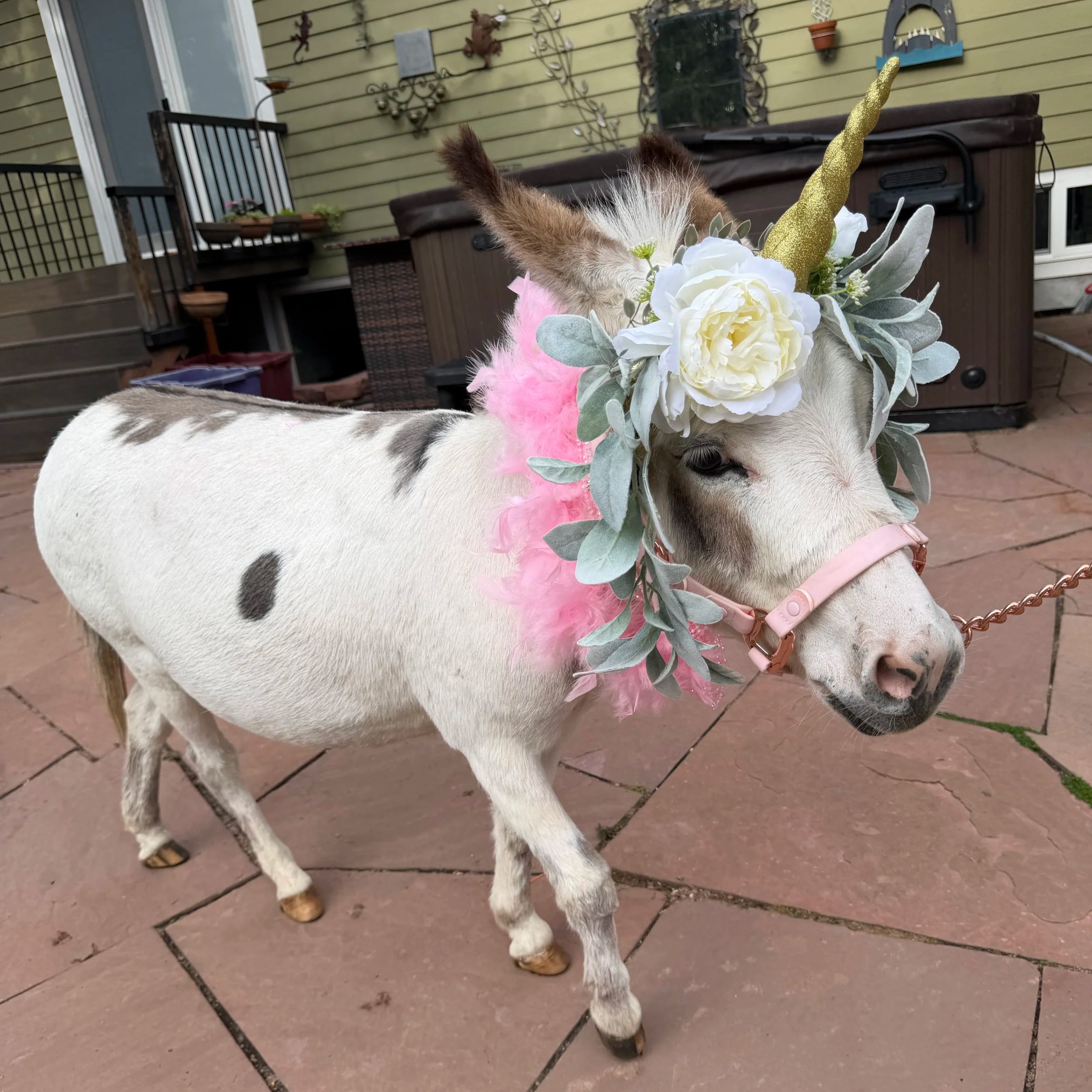 A small white and brown pinto horse with a flower and glittery gold horn on its head, wearing a pink feathered collar, standing on a brick patio in front of a house with a yellow siding wall decorated with wall hangings and a flower pot.