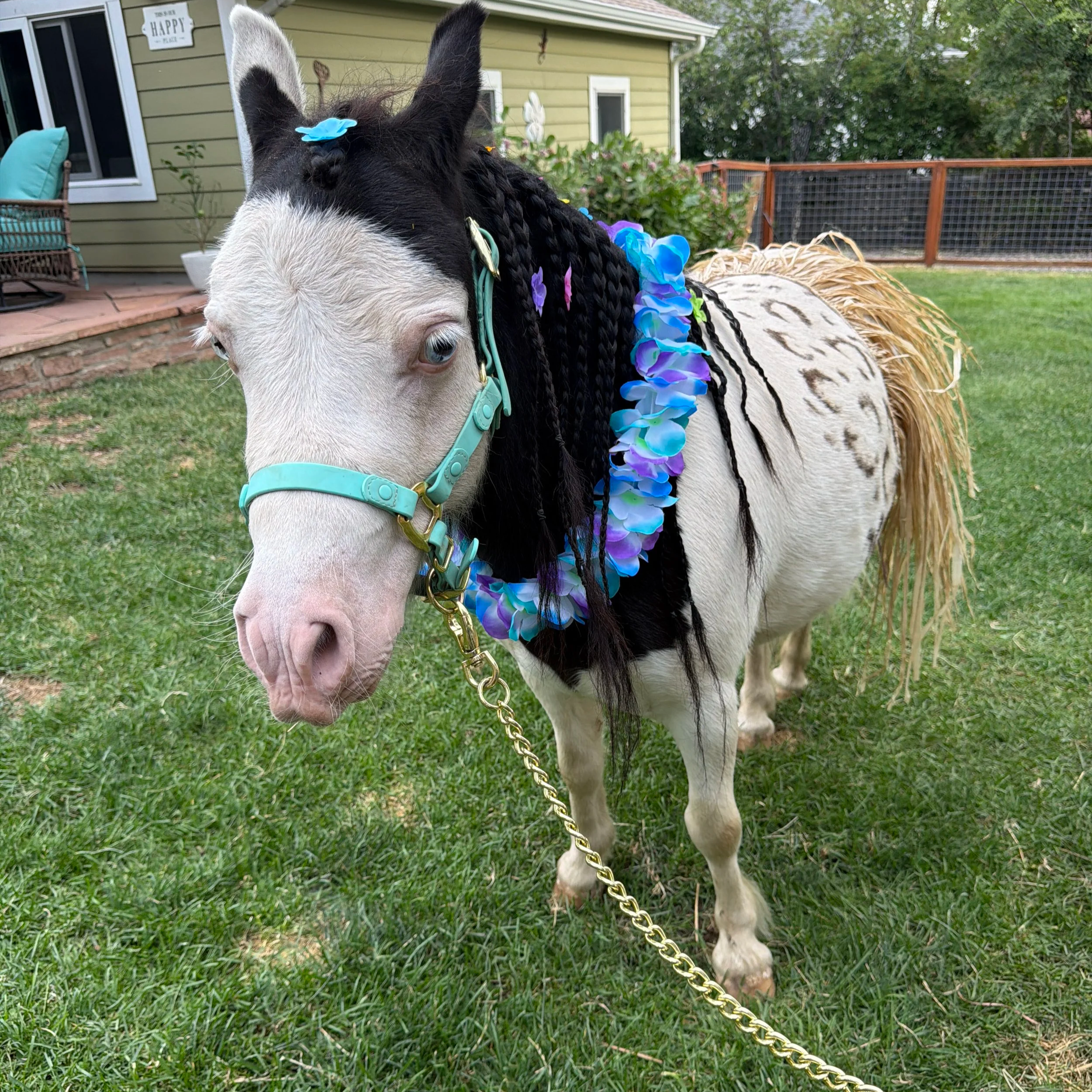 A white horse with black mane and tail, decorated with colorful flower leis and hair clips, standing in a backyard with green grass, a house, and a fence in the background.