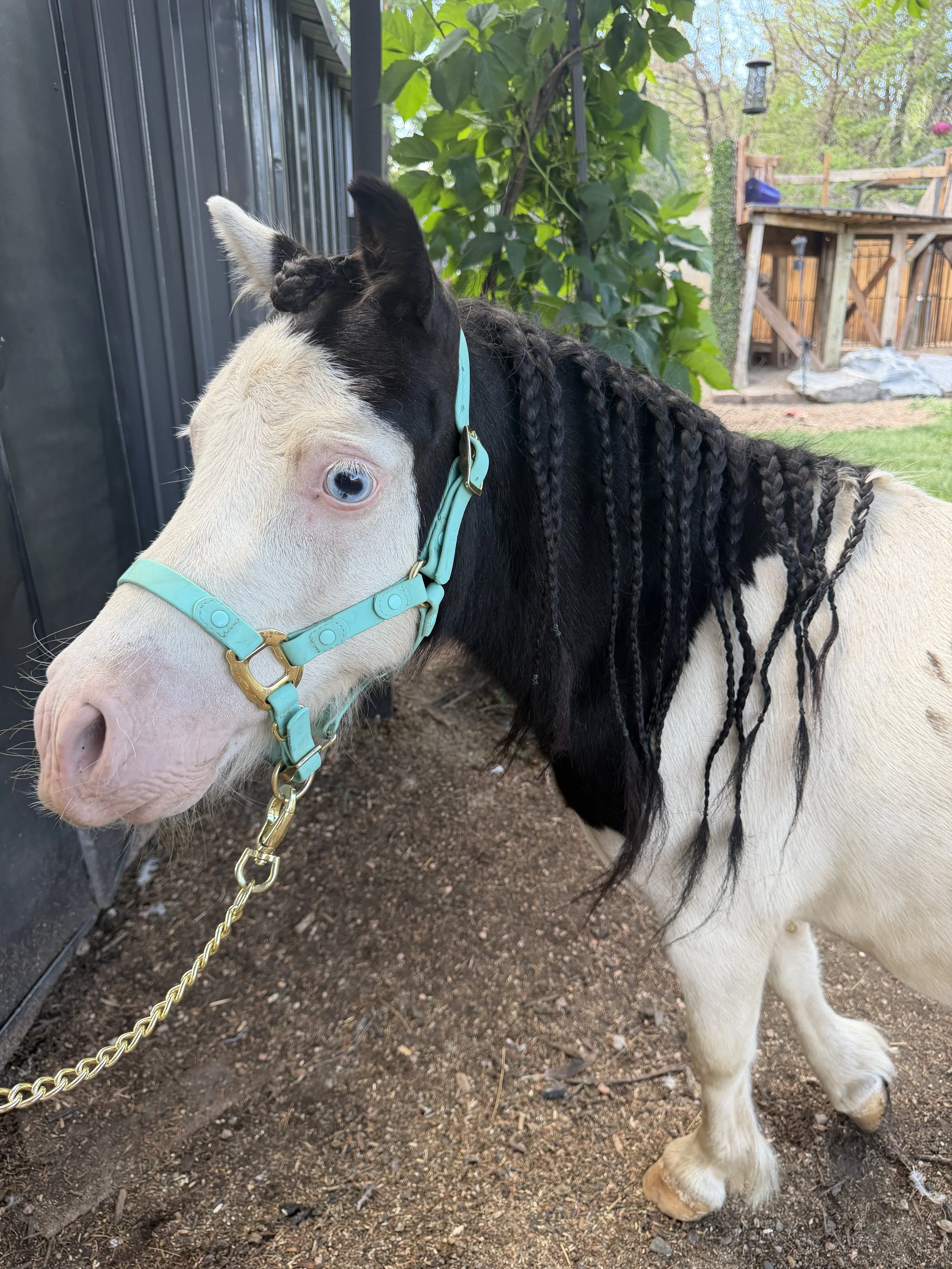 Close-up of a young horse with a white face and black markings on its ears and eyes, wearing a teal halter and lead chain. The horse's mane is styled in tight braids, and its legs are white. It is standing on a dirt and gravel surface in a backyard with a black metal fence, green leaves from a shrub, and a wooden deck in the background.
