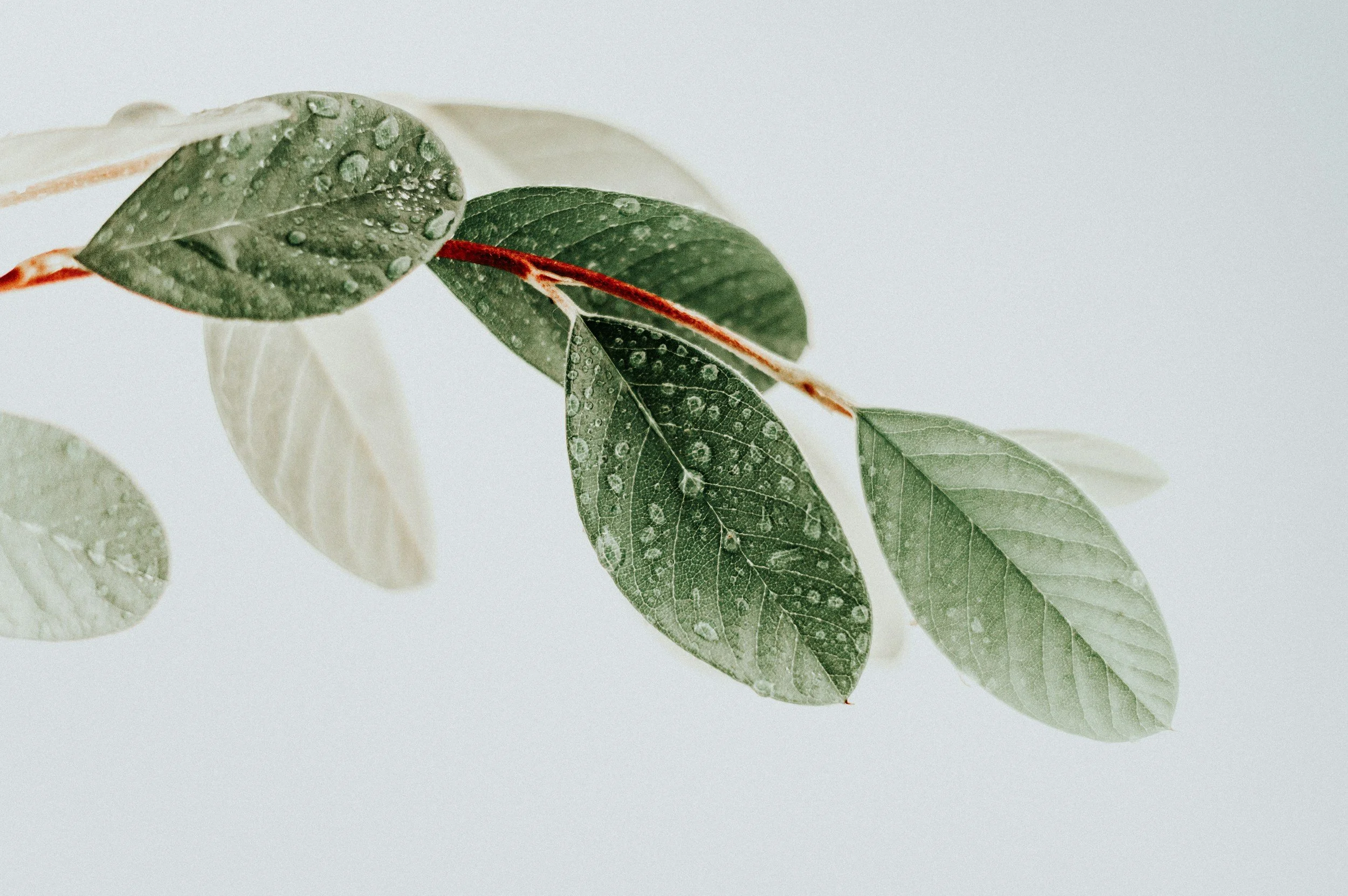 Close-up of green leaves with water droplets on a light background.