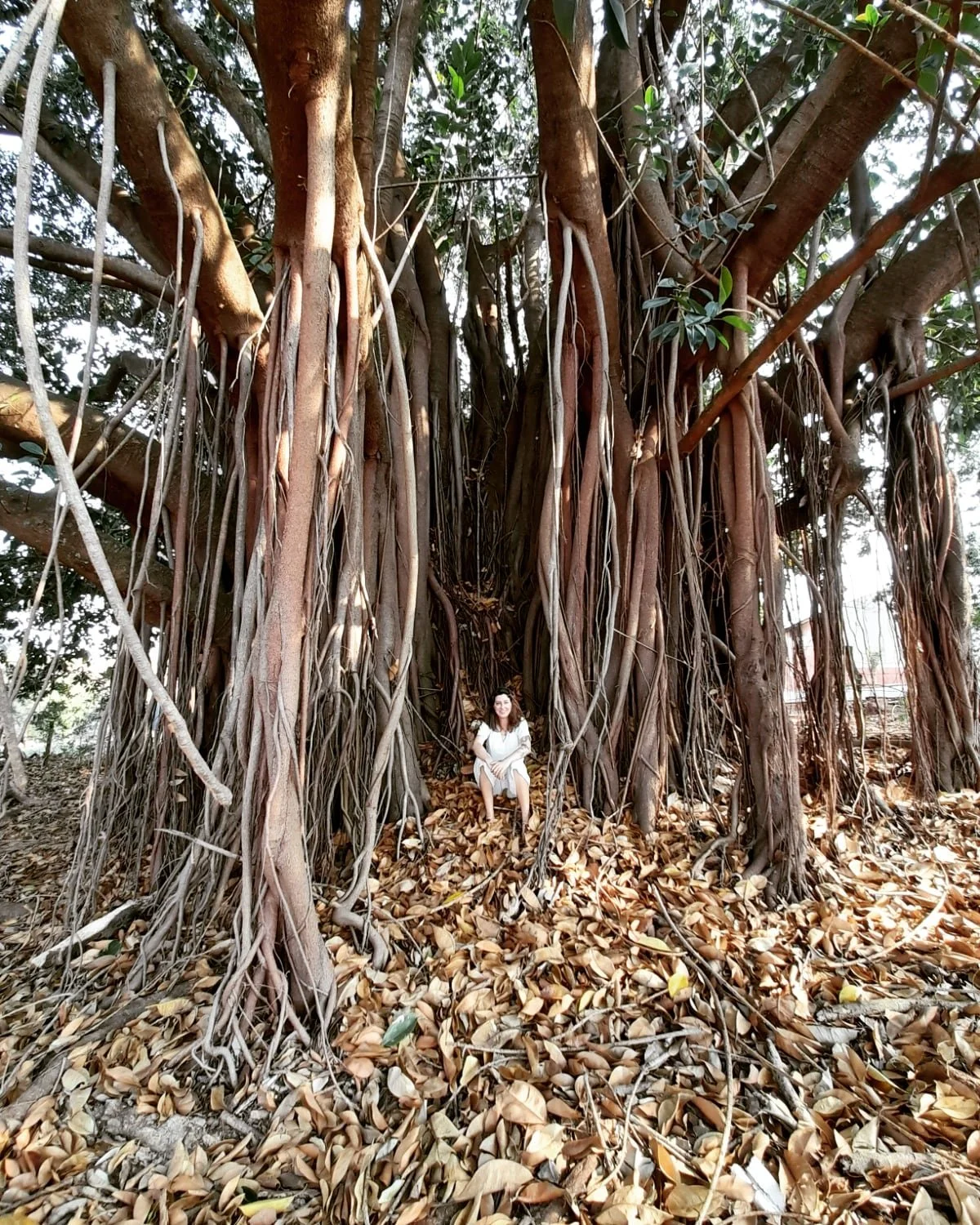 Pessoa de vestido branco sentado debaixo de uma grande árvore com raízes e galhos extensos, rodeada por folhas secas no chão.