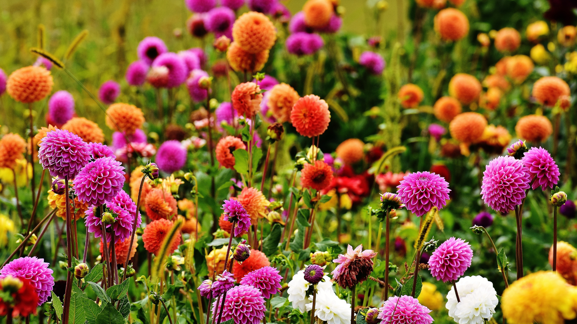 Pompon Dahlia