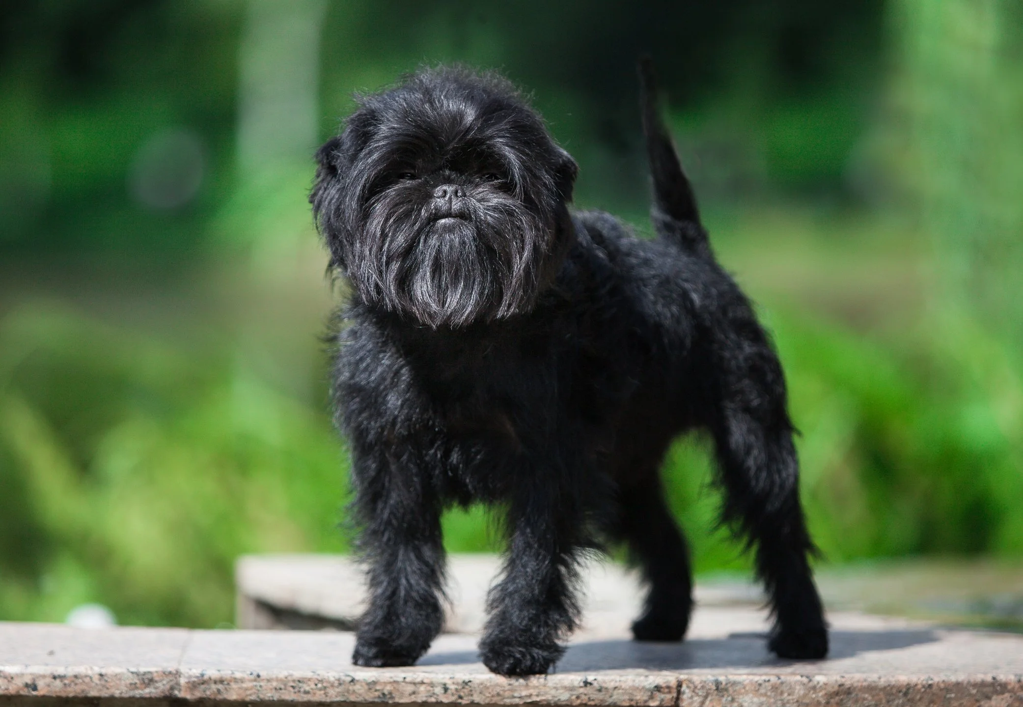 Affenpinscher