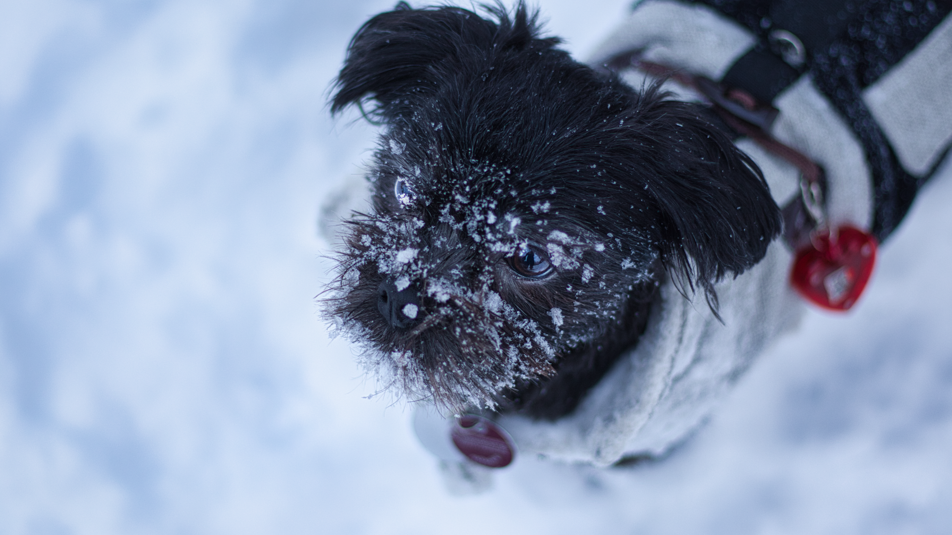 Affenpinscher.png