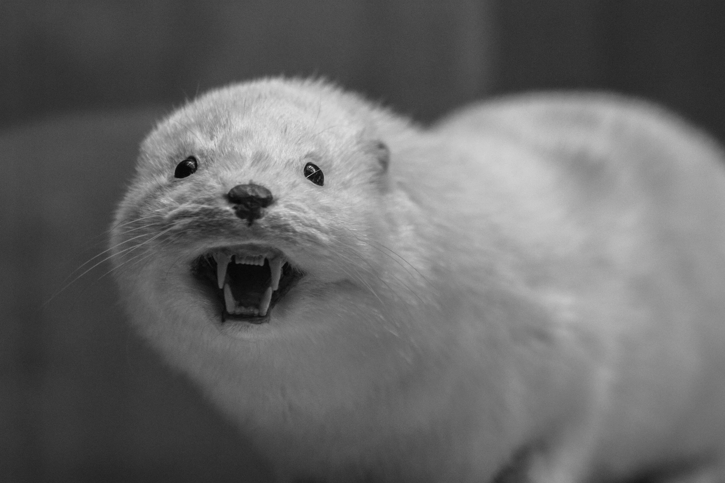 Are Ferrets Good Pets