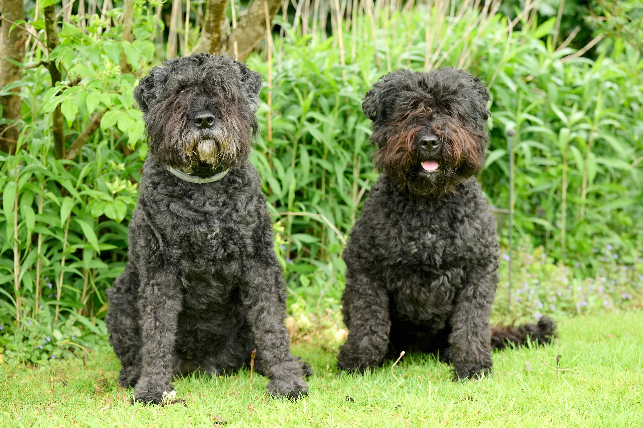 Bouvier Des Flandres
