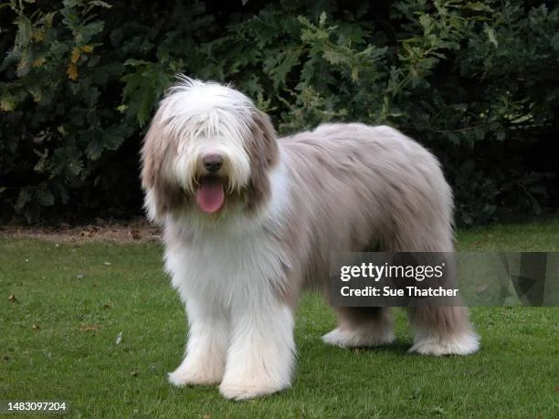 Bearded Collie