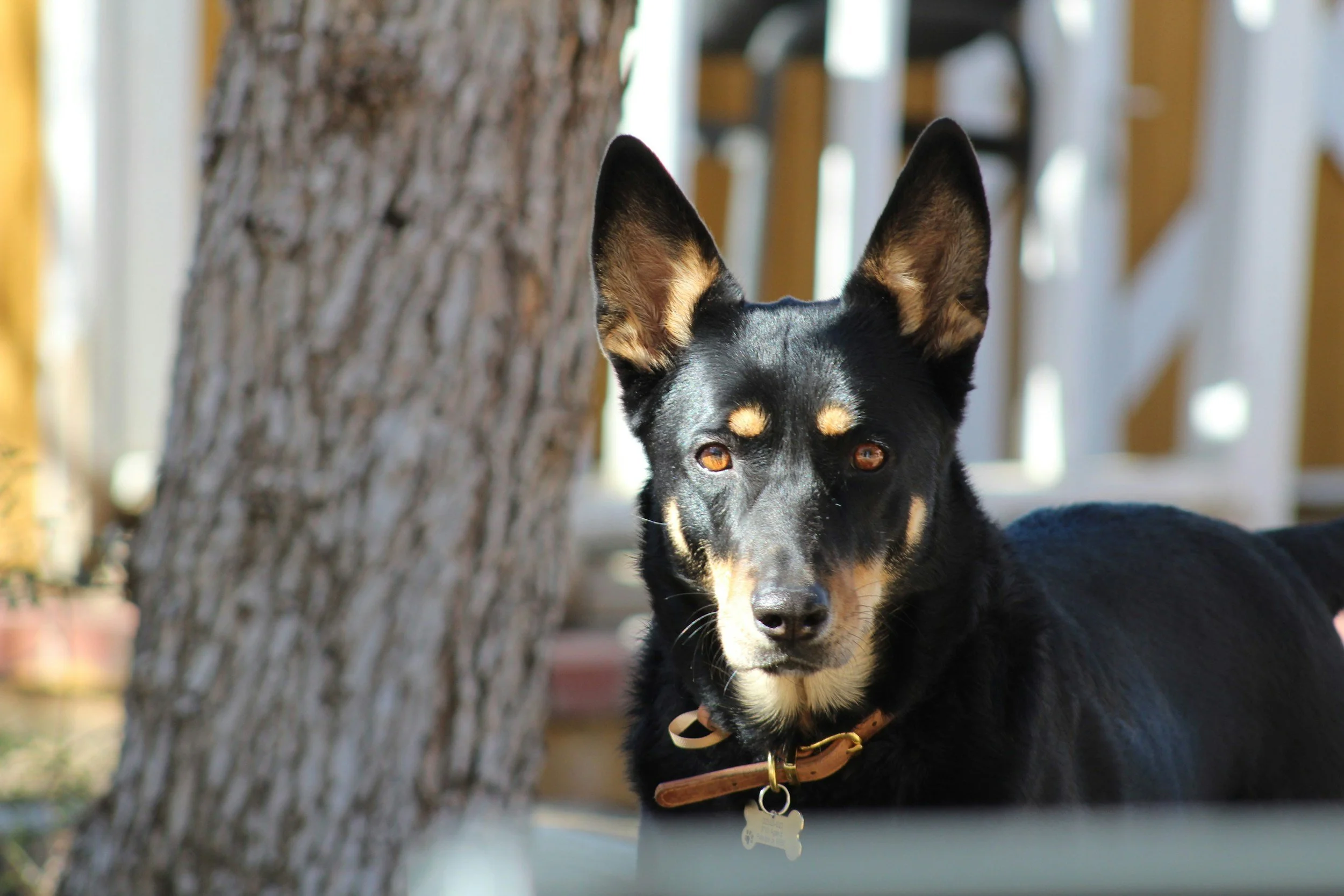 Australian Kelpie