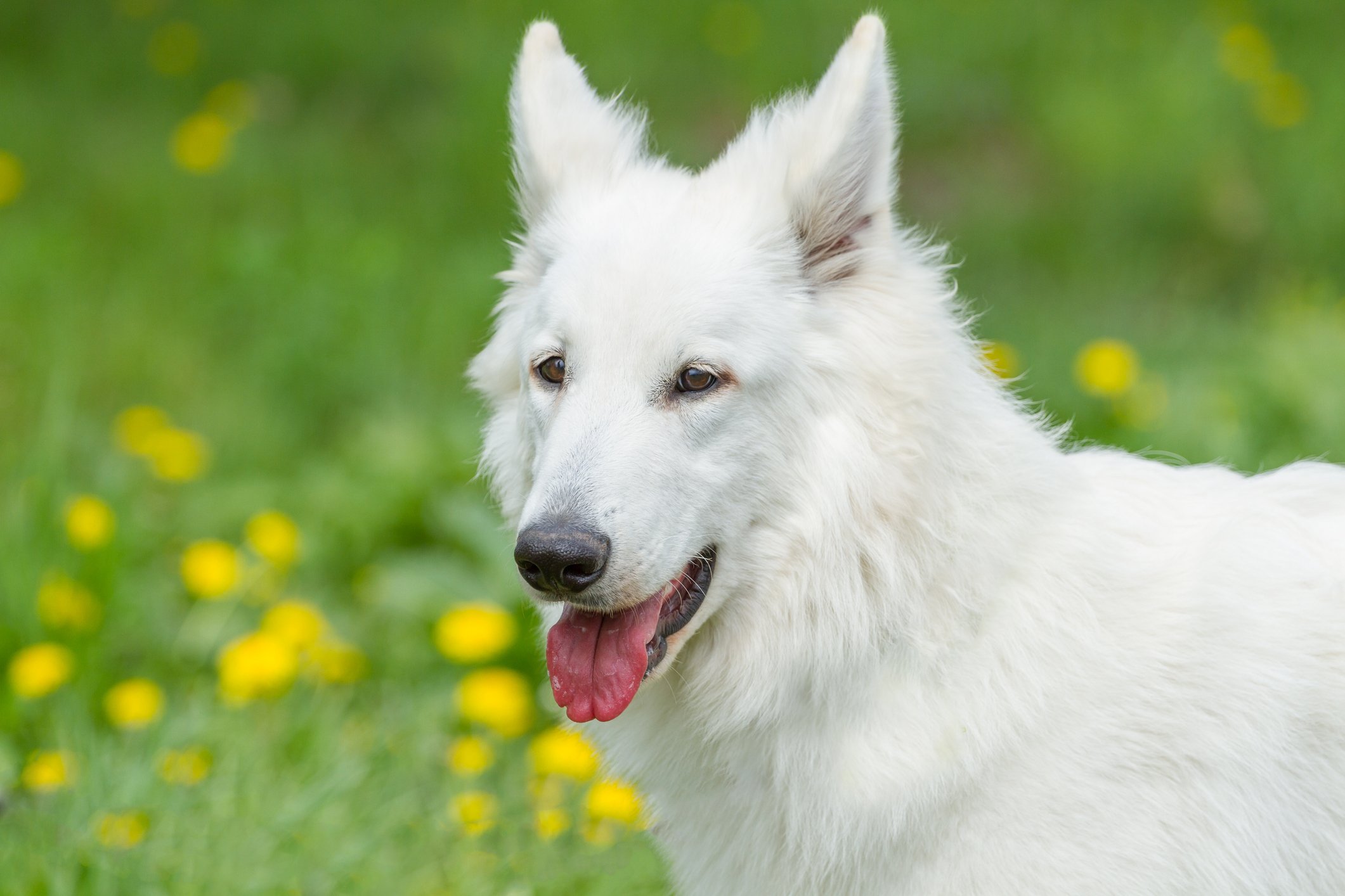 White Swiss Shepherd Dog