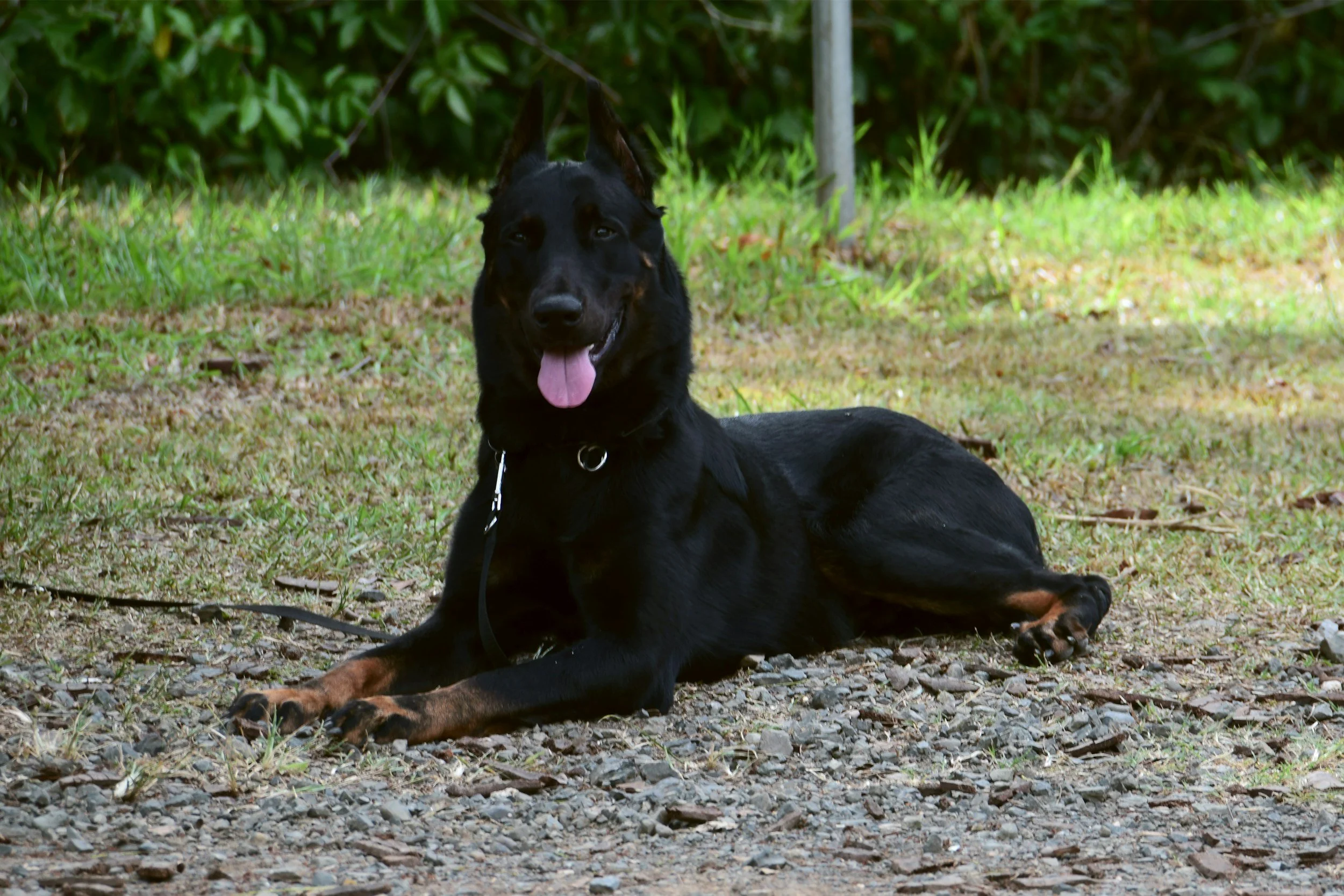 Beauce Sheepdog