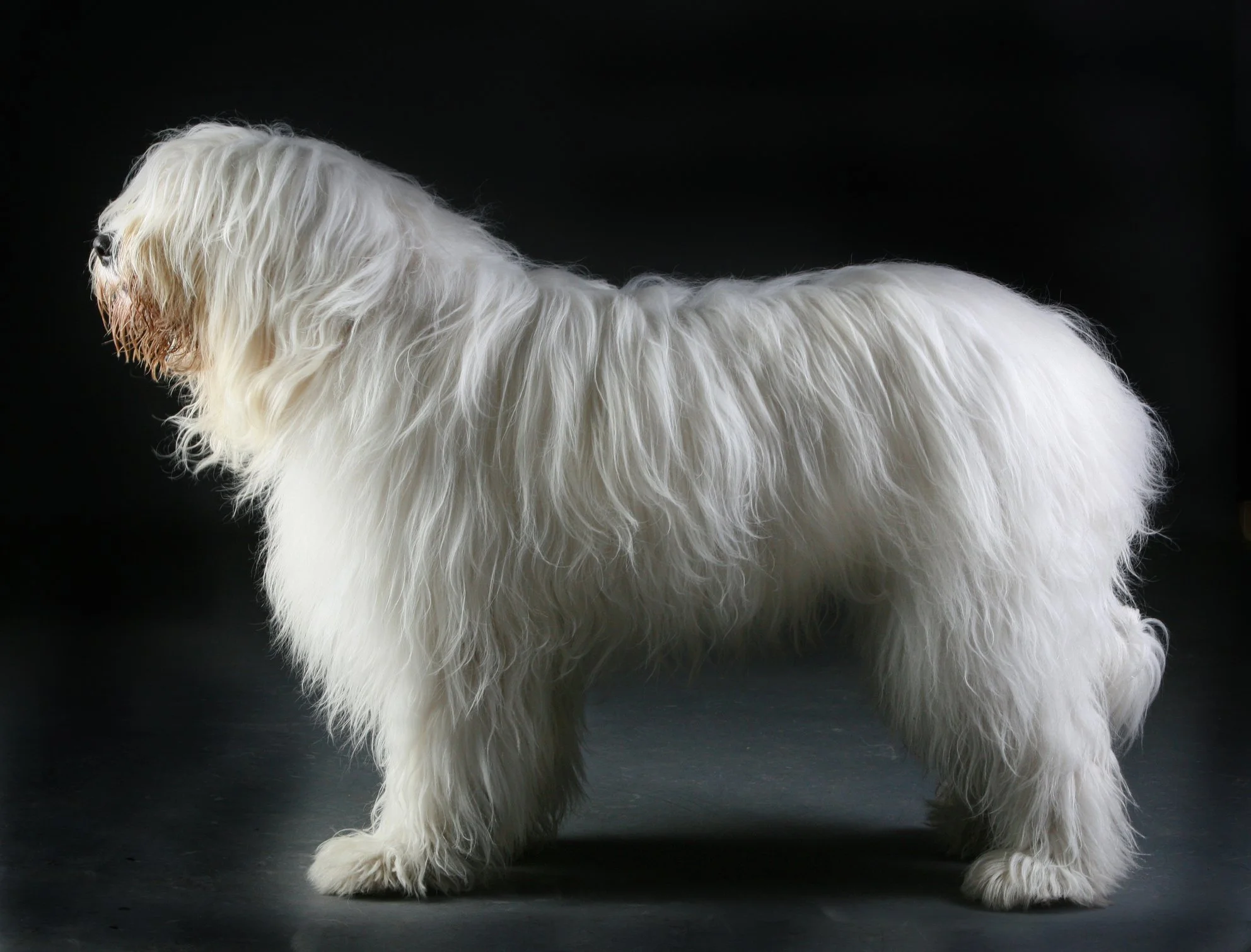 South Russian Shepherd Dog