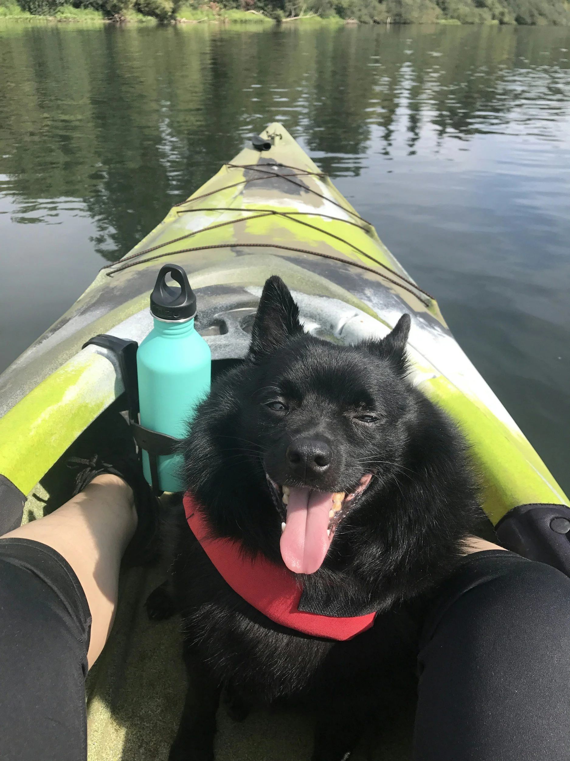 Schipperke