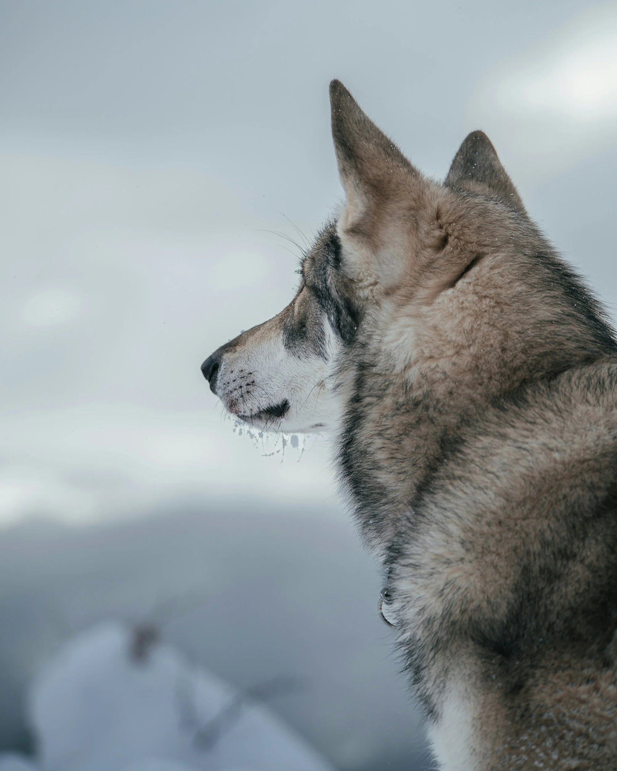 Saarloos Wolfhond