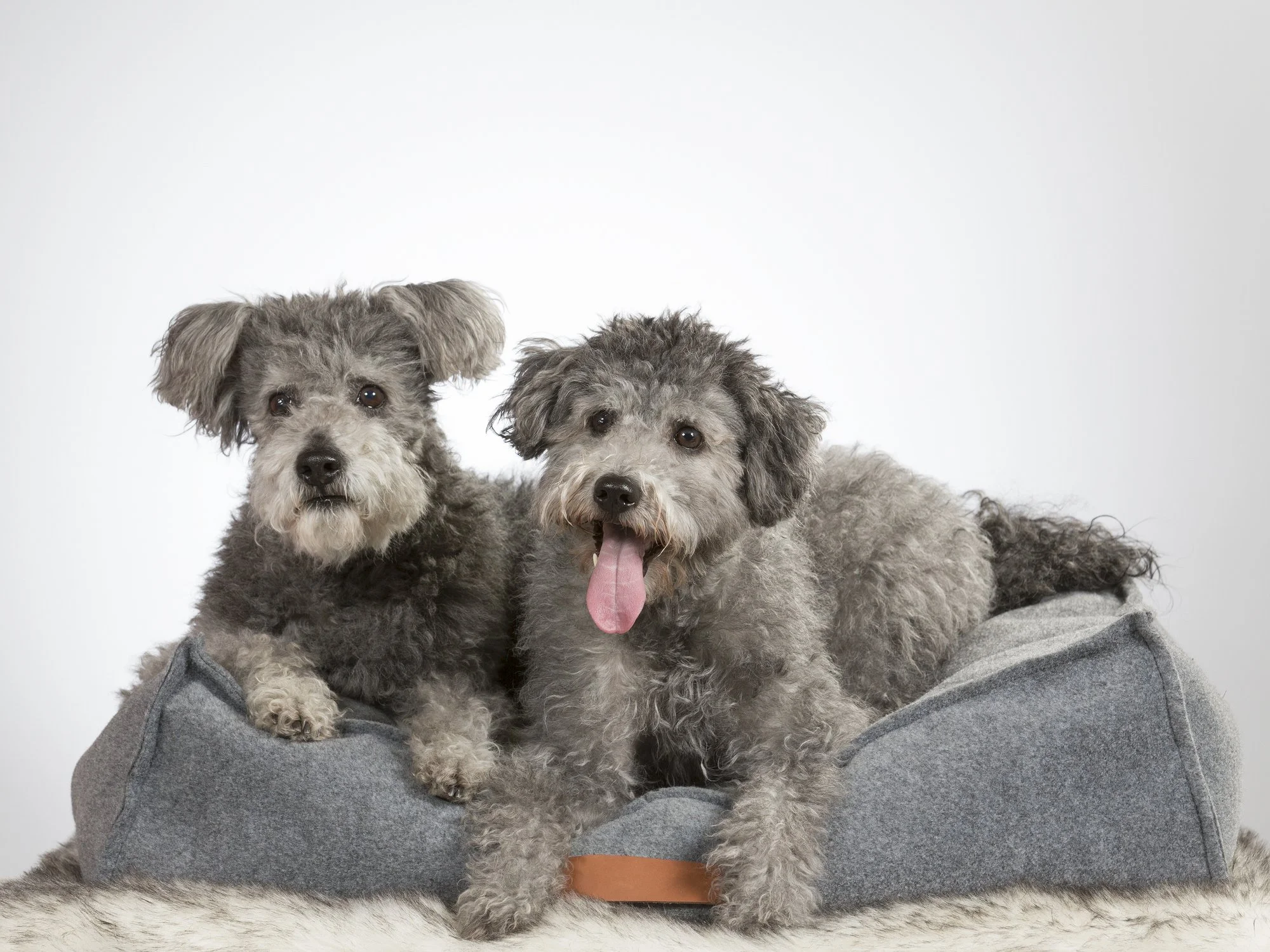 Pumi