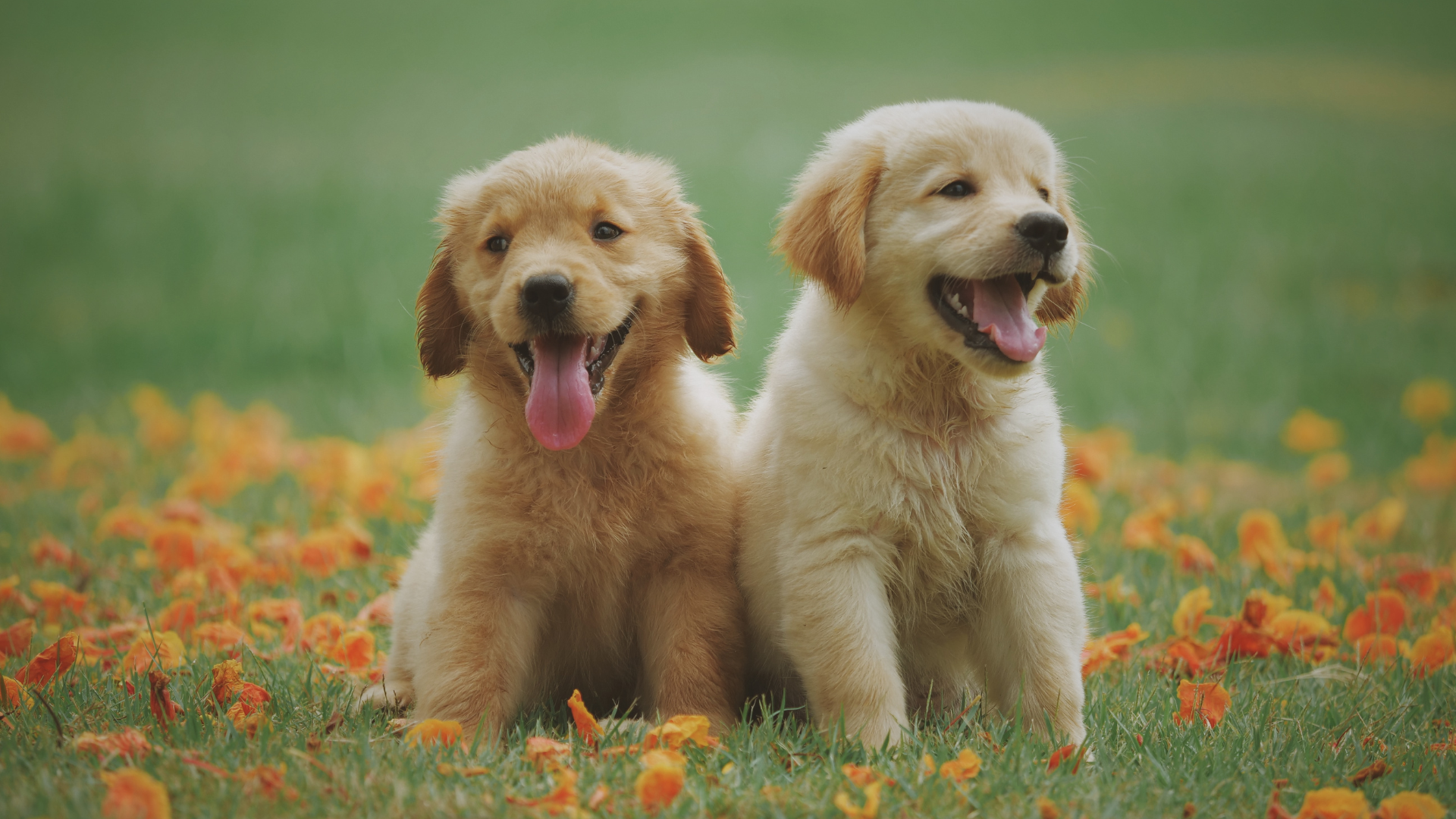 Golden Retriever.png