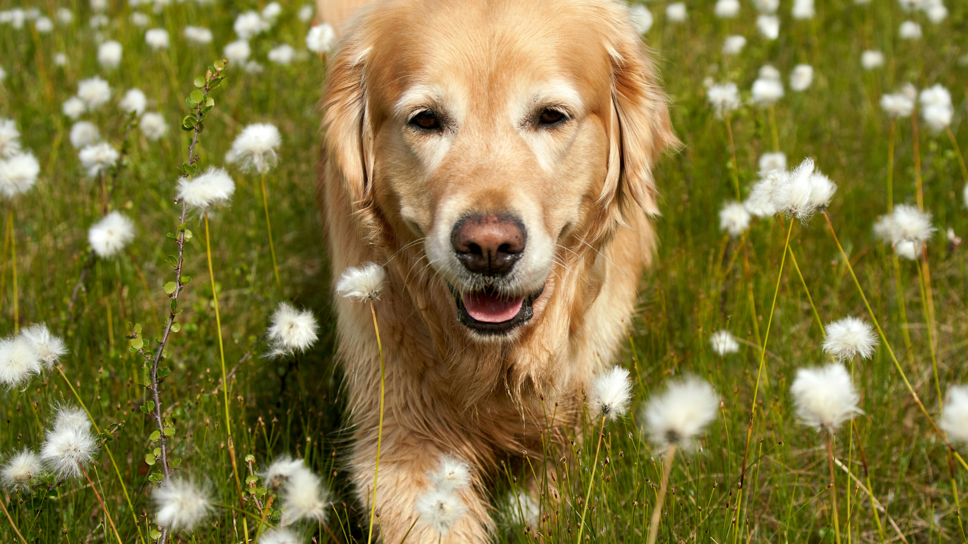 Golden Retriever 2.png