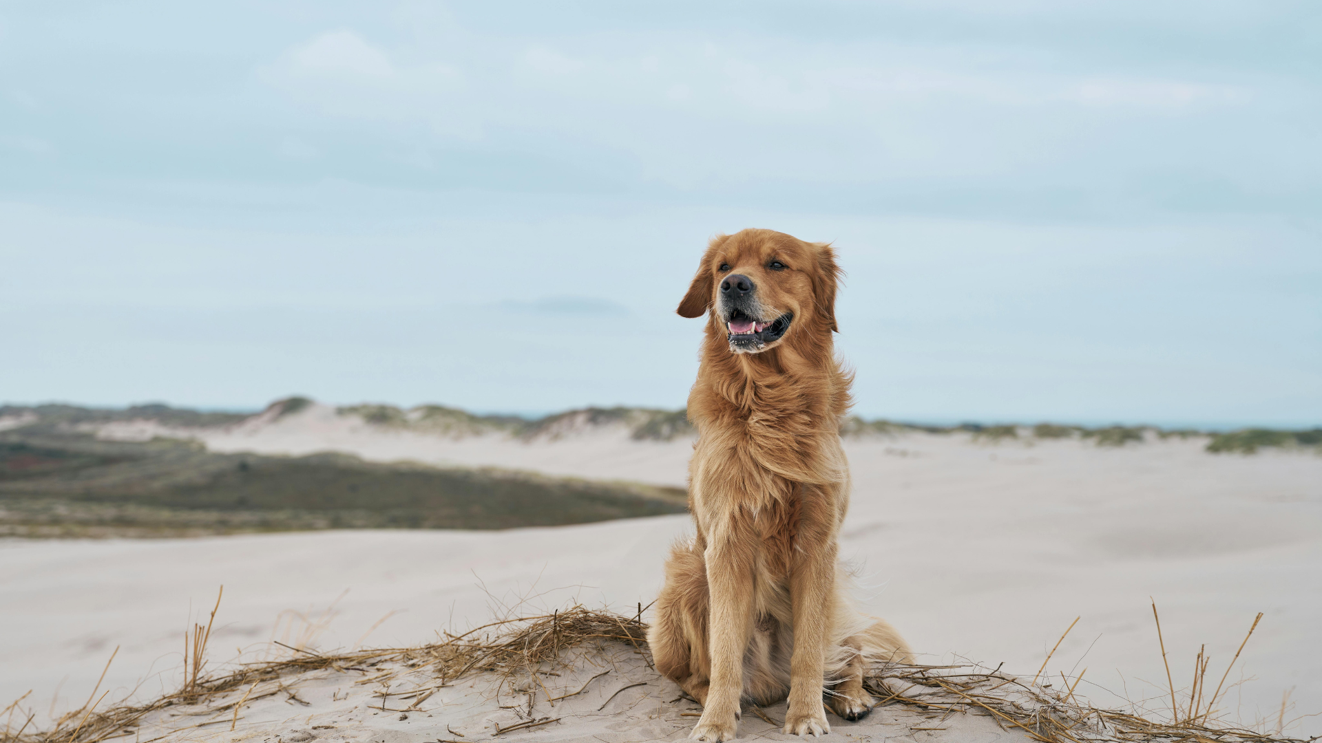 Golden Retriever 3.png