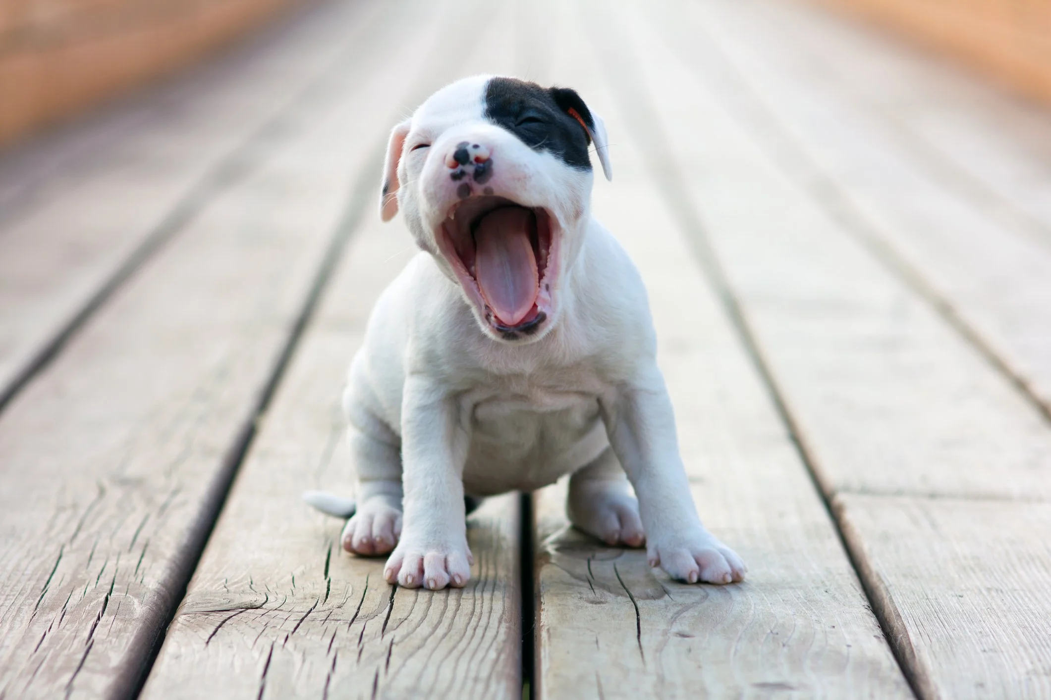 American Staffordshire Terrier