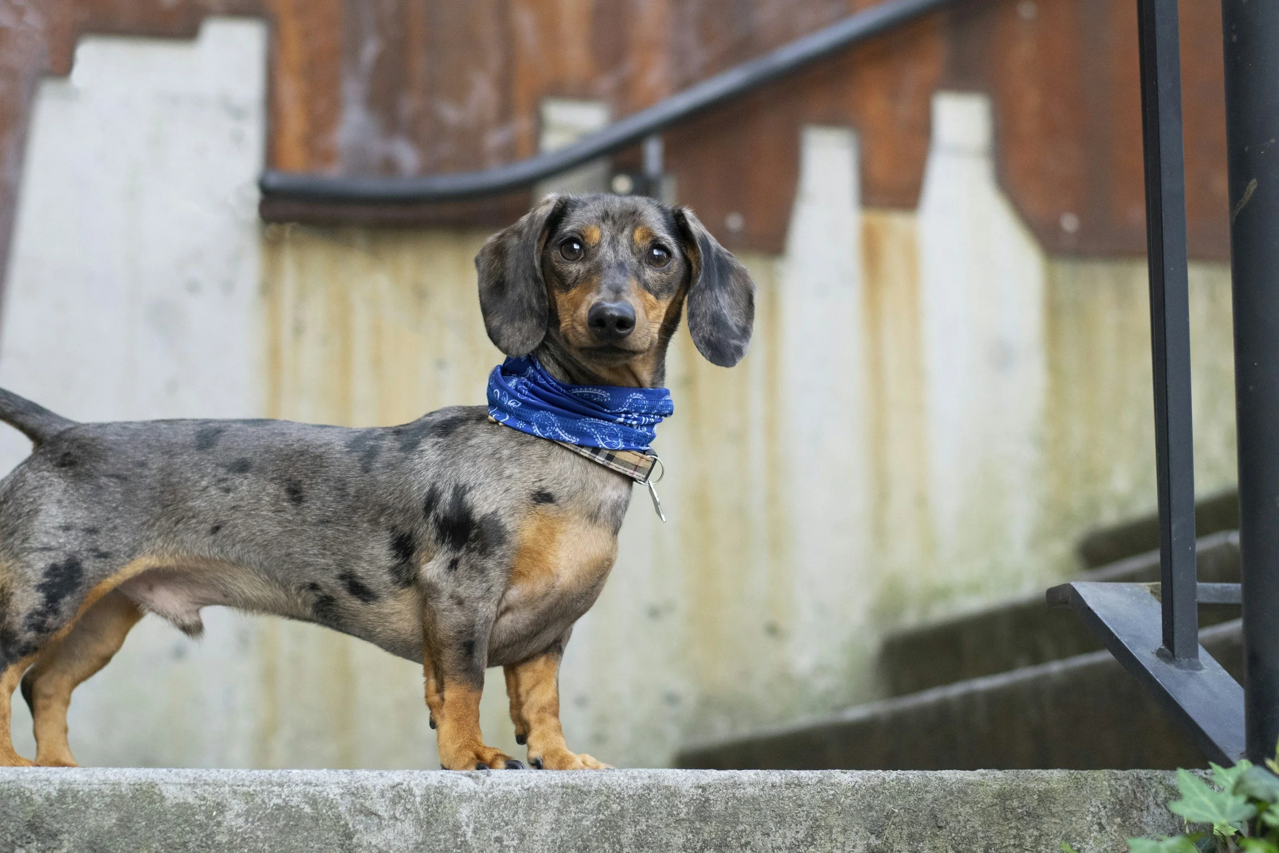 Dachshund