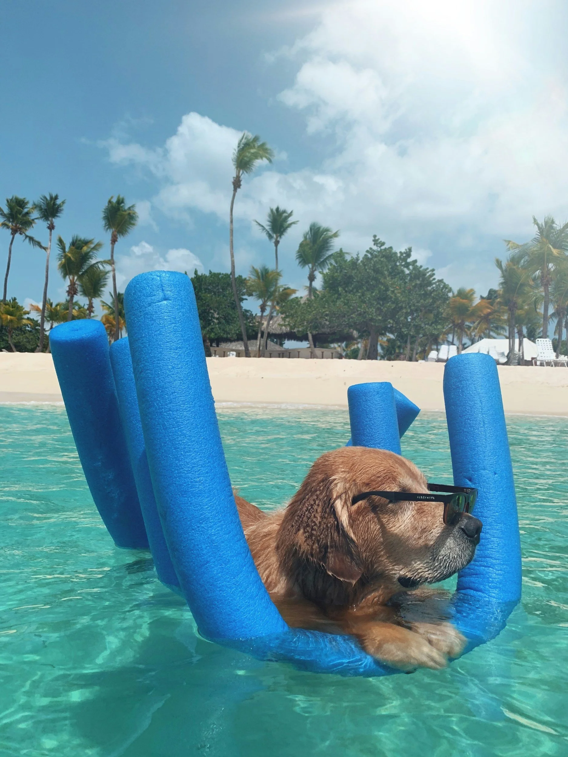 How To Take Care Of Your Dog In The Heat