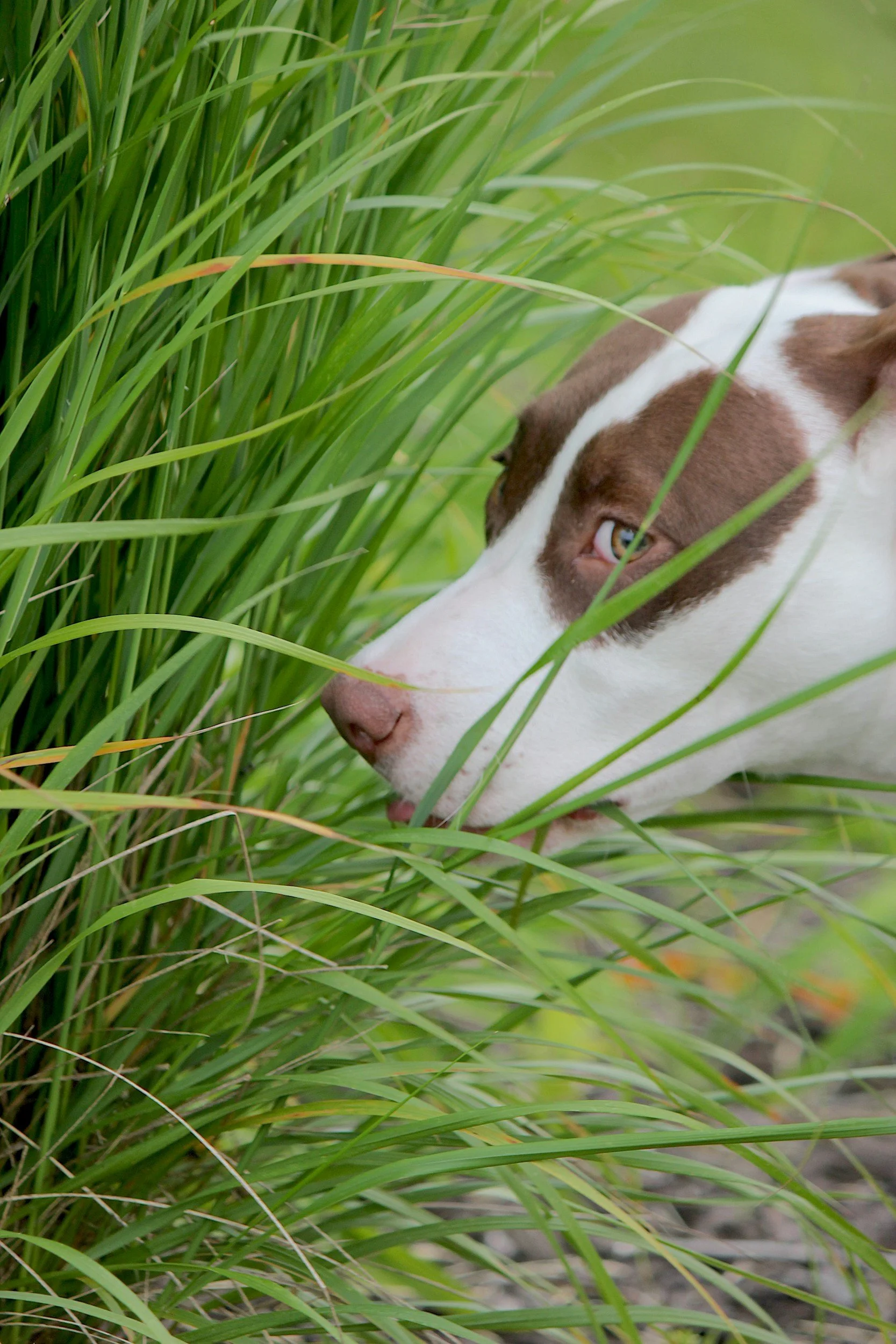 Why Is My Dog Eating Grass?
