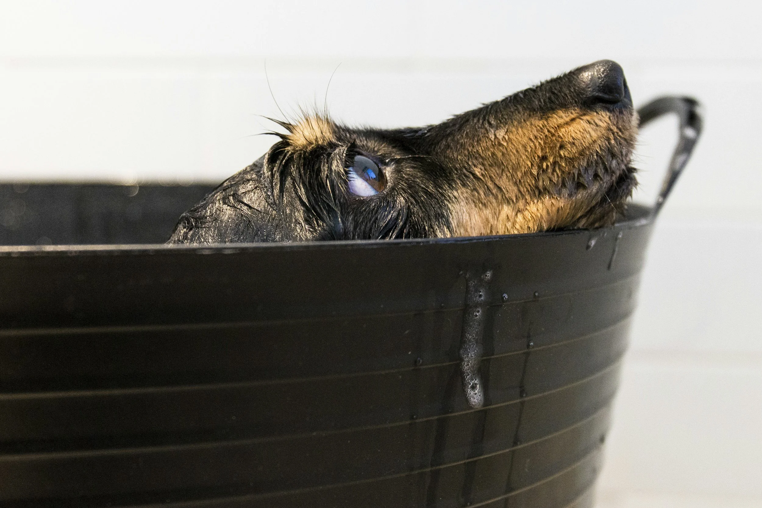 Can I Use Human Shampoo On My Dog?