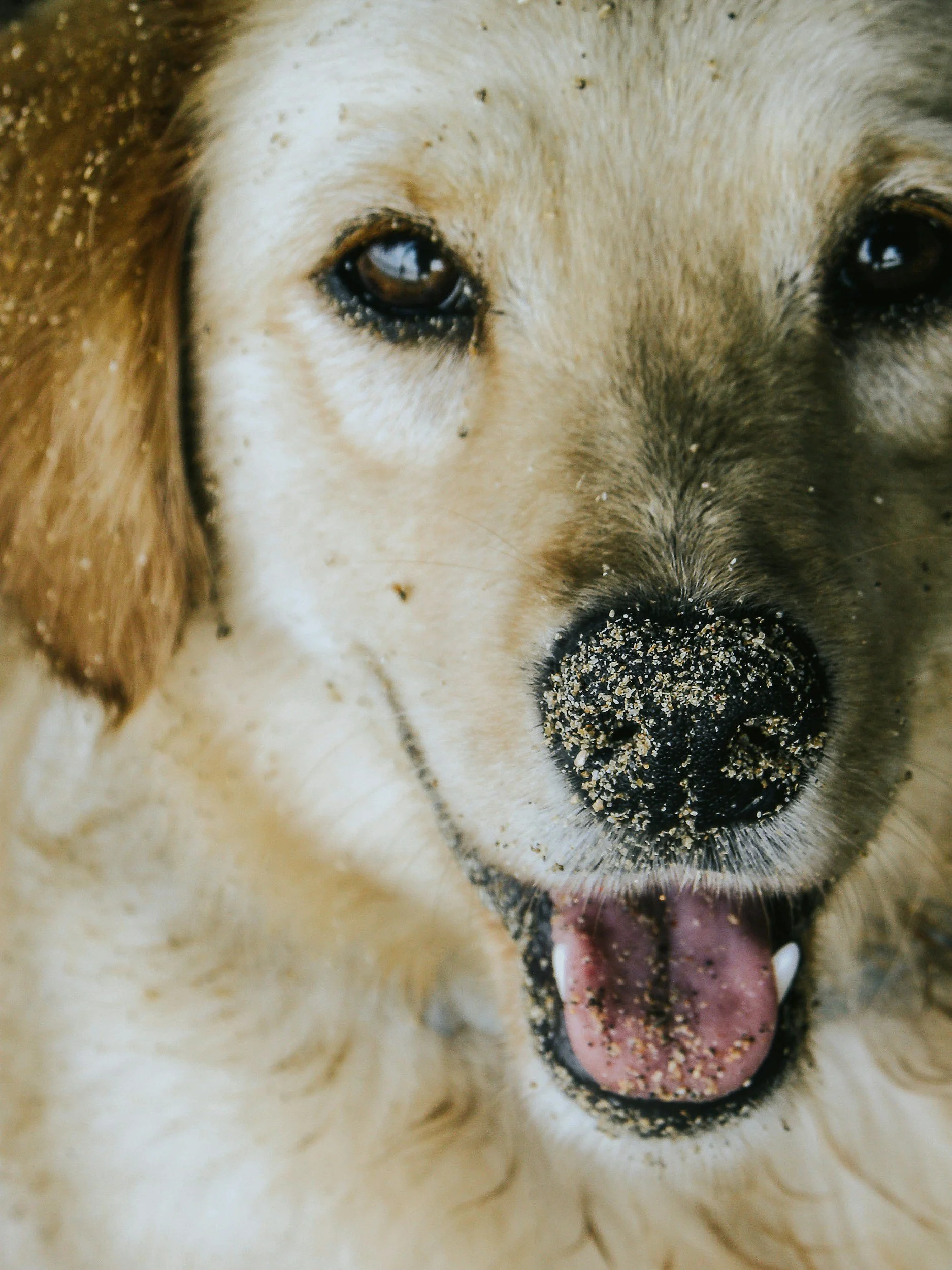Signs Your Dog Has Allergies